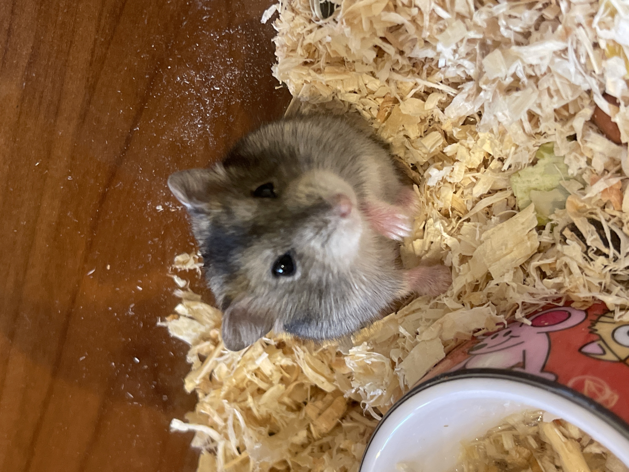 A grey-furred hamster lies among wood shavings in what appears to be a cage. The hamster is facing the camera, with its head tilted slightly. To the hamster's right is a small dish. The background is a light brown color. There is no indication that this image was taken in Veliko Tarnovo, Bulgaria.