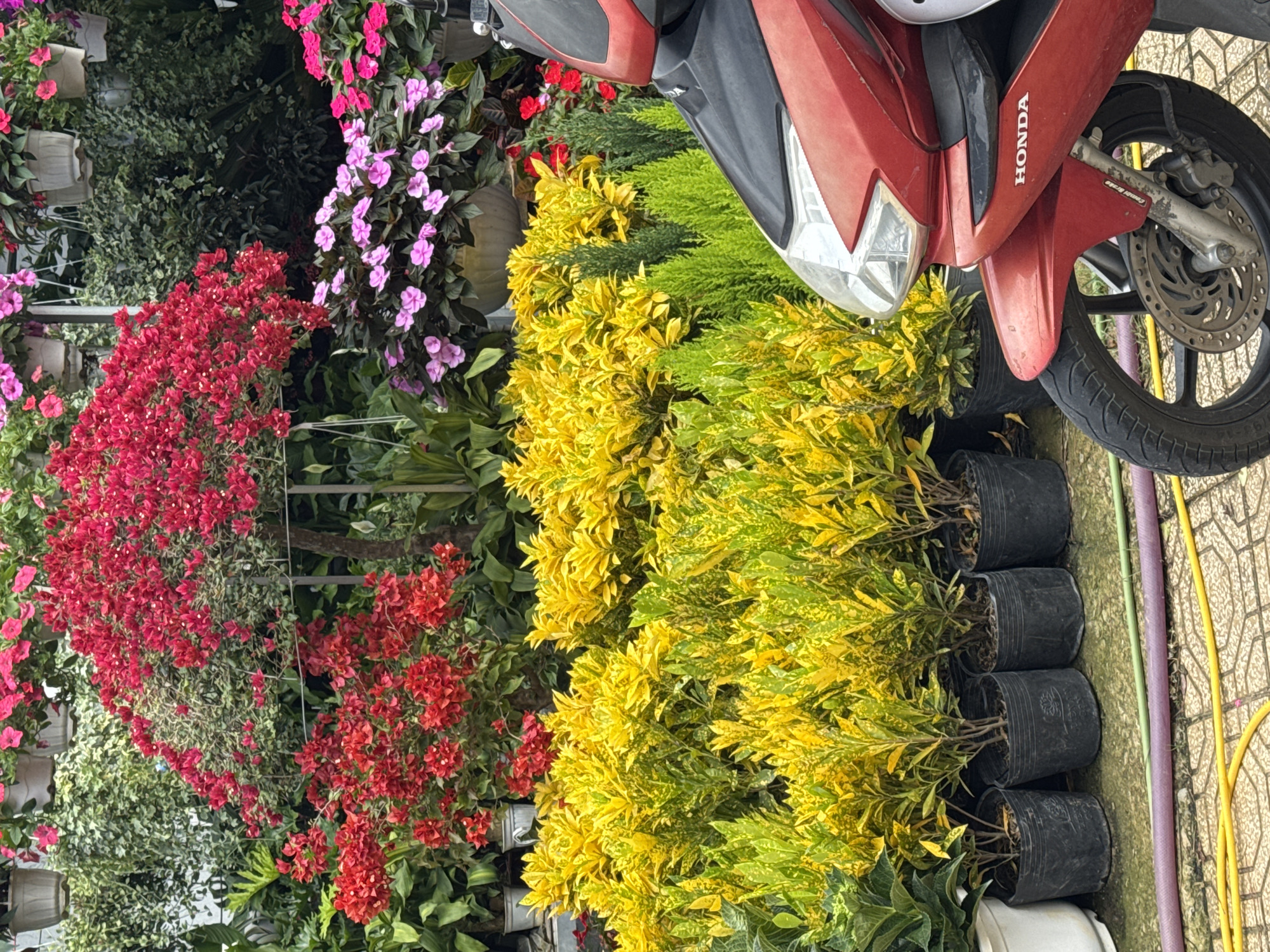 The image shows a vibrant outdoor flower market stall in Da Lat, Vietnam. In the foreground, a red and black scooter is parked, with its front wheel and fender prominently displayed. Behind the scooter, a dense arrangement of potted plants creates a colorful display. The plants feature a variety of foliage, with a dominant presence of yellow and green variegated leaves in the middle ground, and accents of bright red flowers on a tree-like plant towards the back left.
The background reveals more greenery and hanging plants with pink and red flowers, characteristic of Da Lat's renowned floral abundance. The stall appears to be set up on a tiled walkway, with various colored hoses lying on the ground, suggesting active plant care. The overall impression is one of a lively and colorful market scene, typical of the tourist-friendly city known for its flowers and cooler climate.