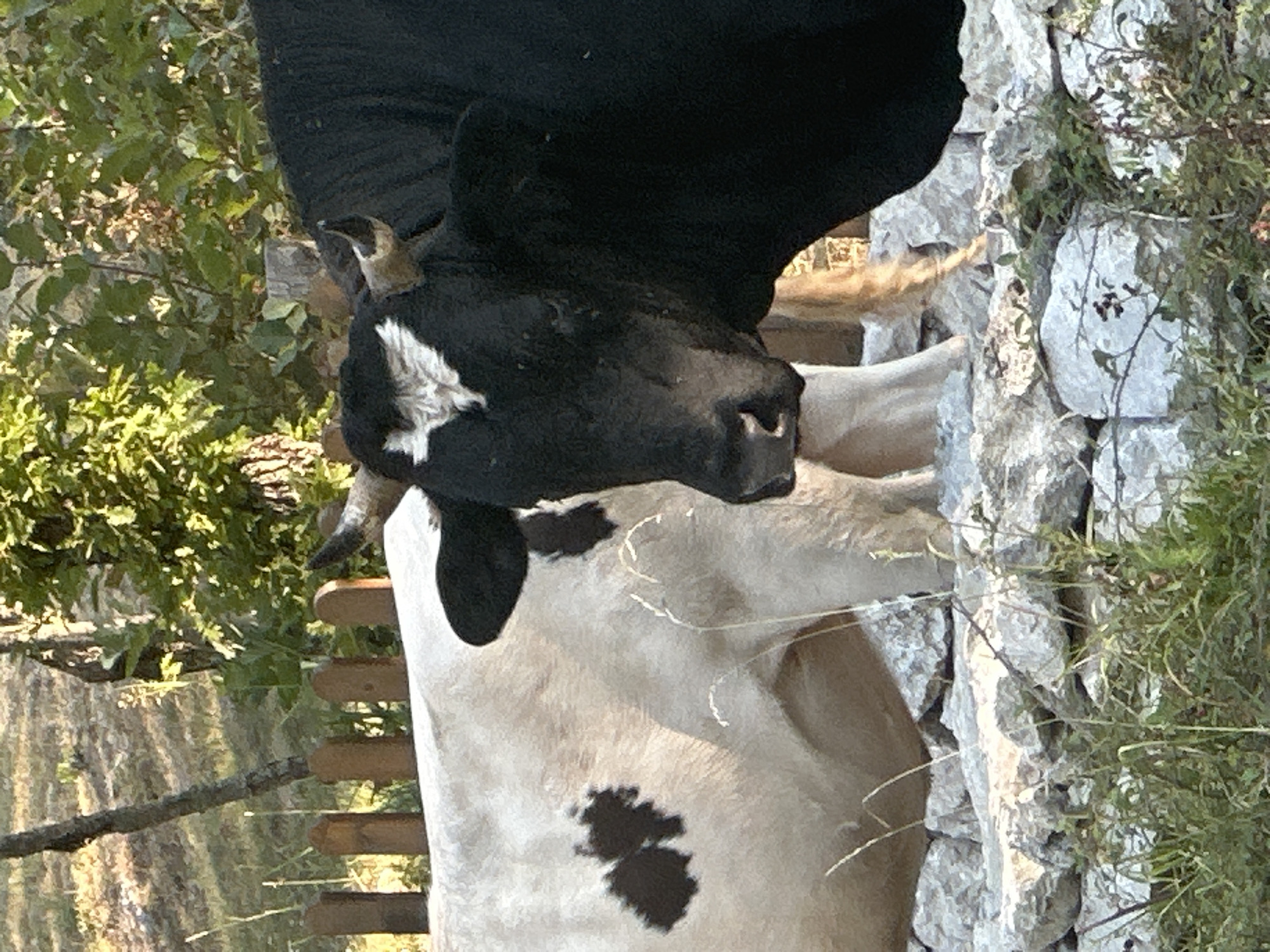 Two cows stand behind a low stone wall, in a rural area near Bukovik, Montenegro. The cow in the foreground is black with white markings on its face and forehead. The cow behind it is mostly white with black patches. The environment appears to be a field with trees and bushes in the background, and sunlight is filtering through the foliage. The stone wall is made of rough, irregular stones.