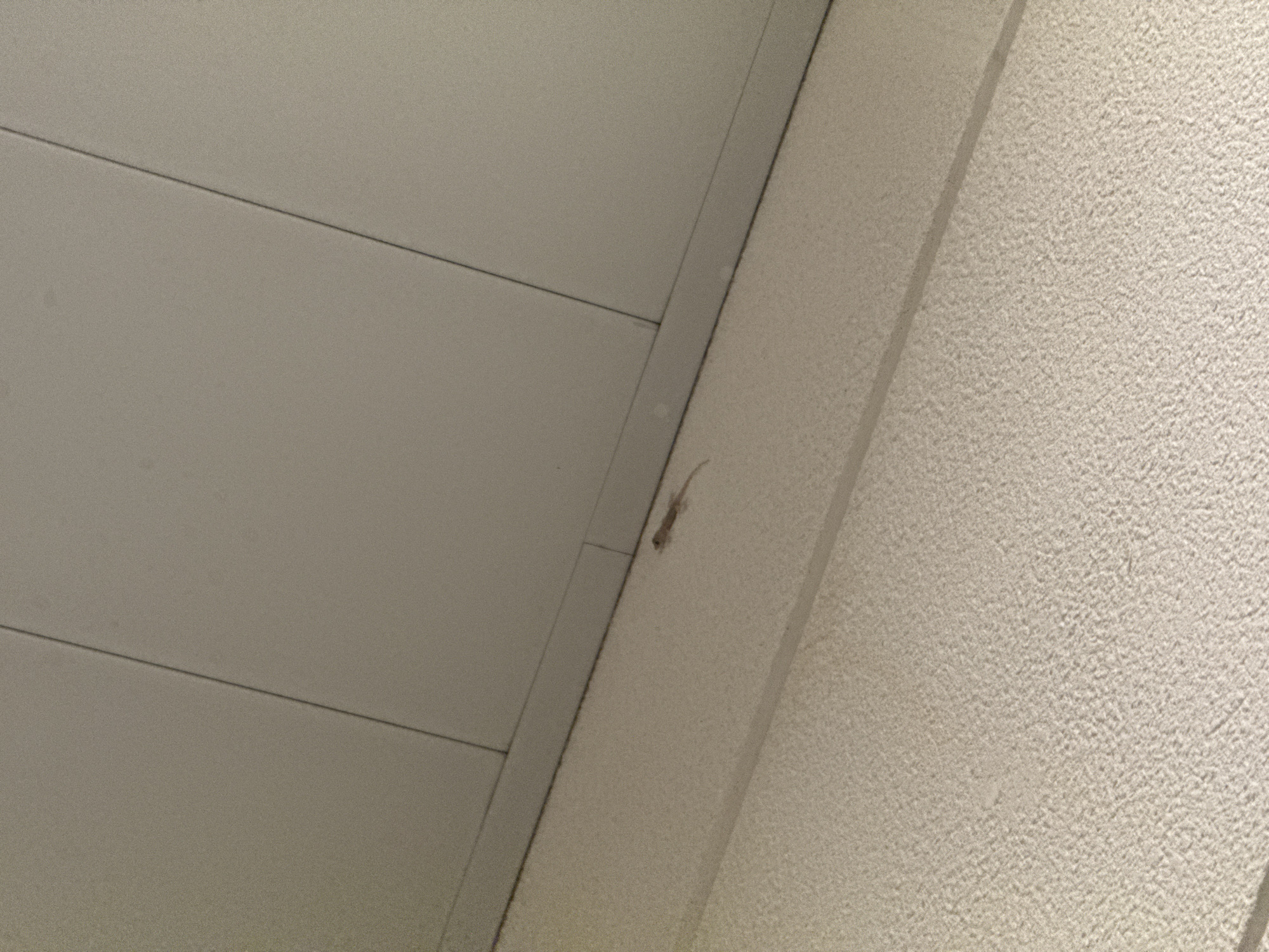 This image shows a small, light-brown lizard clinging to a textured, off-white wall. The lizard is positioned in the center-right of the frame, facing upwards and to the left. Its body is elongated with a slender tail. The wall appears to be an interior surface, possibly a ceiling or a raised architectural feature. To the left of the wall, a smooth, off-white surface is visible, divided by two faint horizontal lines, suggesting a paneling or ceiling tile system. The lighting appears to be artificial, casting a slight shadow from the lizard onto the wall. The overall scene is static and unremarkable, with no indication of time of day, weather, or specific location beyond the general context provided. The textured wall and smooth paneling suggest a modern building interior.