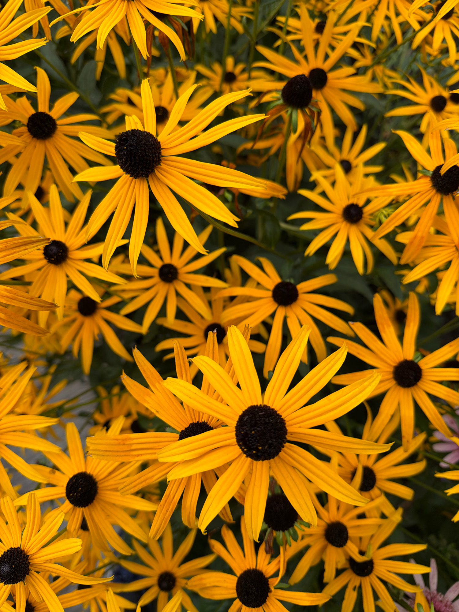 The image displays a close-up, overhead view of a dense cluster of Black-Eyed Susan flowers (Rudbeckia hirta). The flowers are predominantly bright yellow with dark brown to black centers. The petals are elongated and pointed, radiating outwards from the center. Some petals appear slightly curled or bent. The background consists of dark green foliage and other out-of-focus flowers, creating a shallow depth of field that emphasizes the foreground subjects. There are no people, animals, or man-made objects visible in the image. The scene is of a natural environment, likely a garden or meadow. The location in Orekhovo-Zuyevo, Russia, is not visually discernible from the image itself, as there are no identifying landmarks or contextual clues. The lighting suggests it is daytime, with natural light illuminating the flowers.