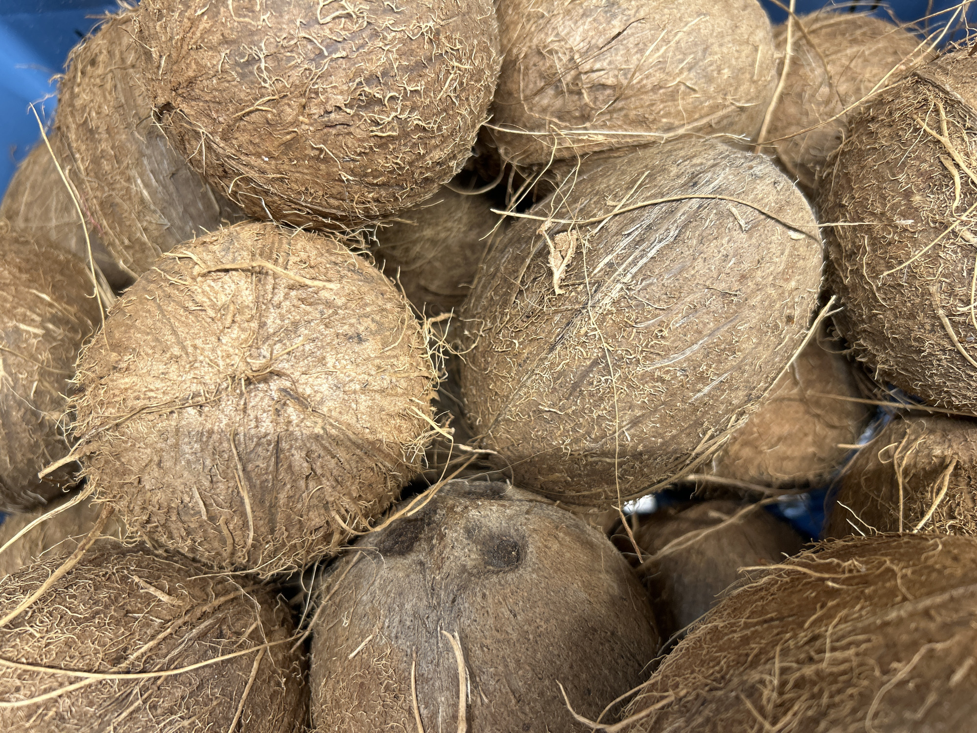 The image displays a close-up, overhead view of a pile of coconuts. The coconuts are brown and covered in fibrous husks. Some have visible "eyes." The background is a blurry blue, suggesting a container or a display. The image does not provide any information about the city of Detmold, Germany, or any people or actions.