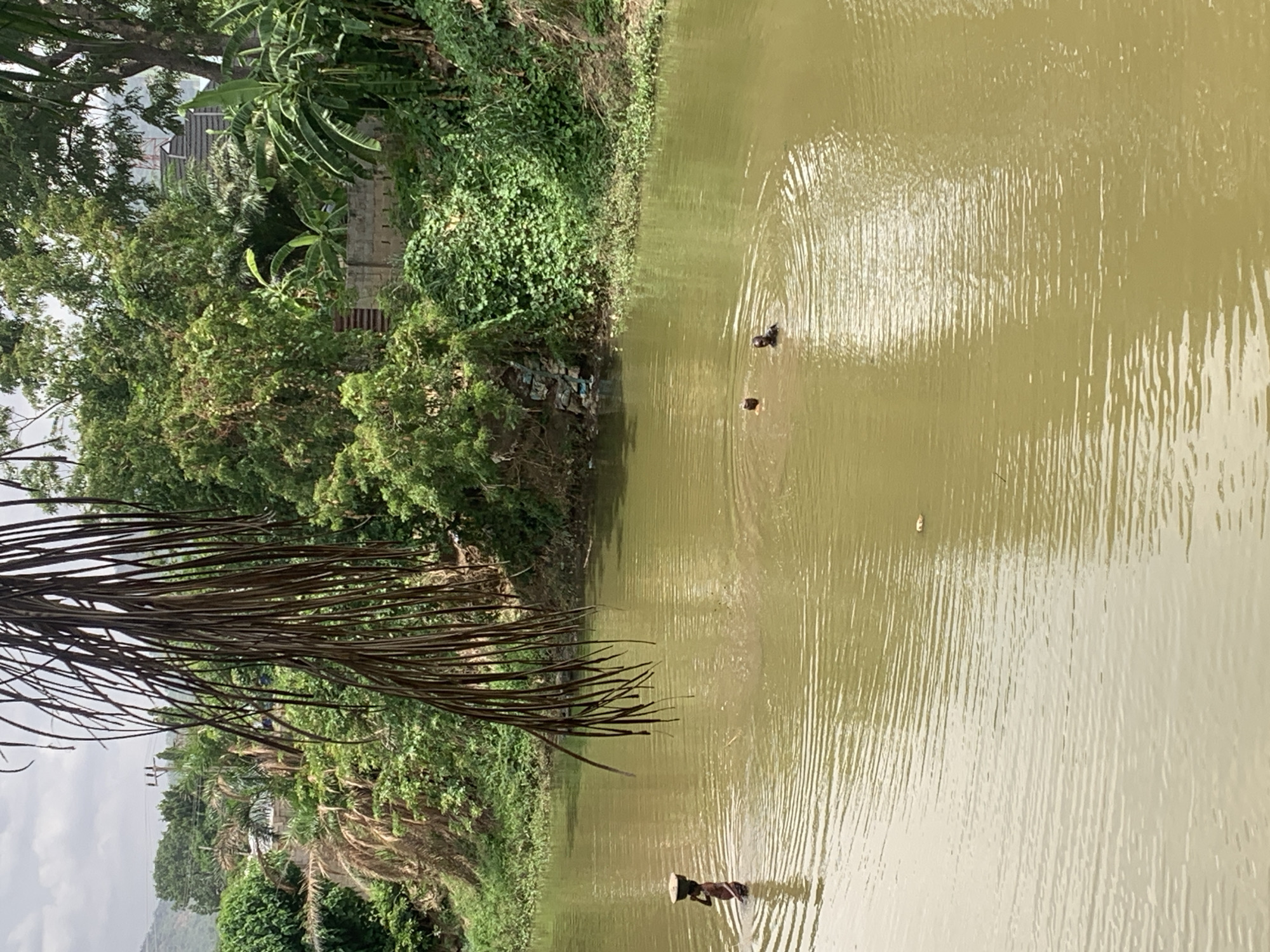The image depicts a murky body of water, likely a pond or river, in Adankolo, Nigeria. The shoreline is densely vegetated with trees and bushes. In the water, there are two dark shapes that may be birds or other aquatic animals. At the bottom edge of the image, a person is wading in the water.