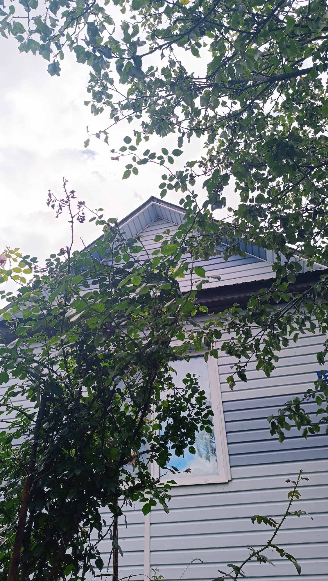 The image shows the side of a light blue, horizontally paneled house, partially obscured by green foliage. A white-framed window is visible on the house's exterior, reflecting a cloudy sky and some trees. The roof of the house is visible at the top, with light blue siding that transitions to white at the peak. Branches of a tree with dense green leaves extend into the frame from the top and left, casting shadows on the house. The overall setting appears to be a residential outdoor area. There is no indication of the city of Karsha, Russia, or any people in the image.