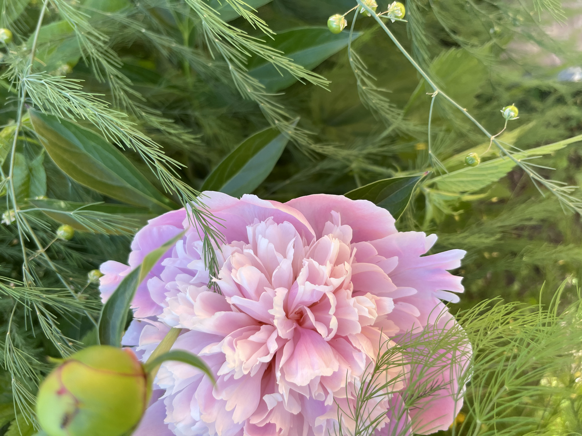 This image depicts a close-up view of a pale pink peony flower with many delicate petals. A partially closed green peony bud is visible in the upper left corner. Thin, feathery green foliage, possibly asparagus fern, is interspersed with the peony. The background consists of out-of-focus green leaves and stems, suggesting an outdoor garden setting. There are no people or discernible structures in the image. The lighting appears to be natural sunlight, casting soft shadows and highlighting the textures of the petals and foliage. The overall impression is one of natural beauty and tranquility. Without further information or visual cues, the specific location within Novosibirsk, Russia, cannot be determined from this image alone.