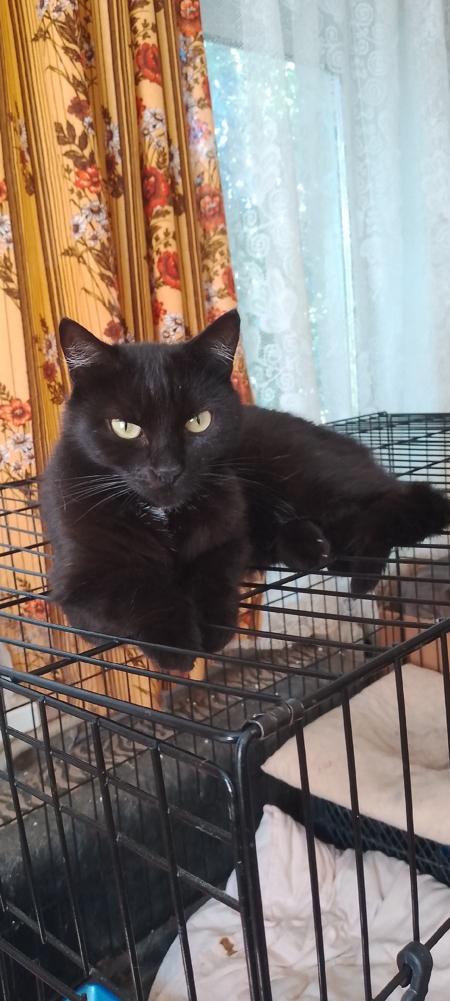 A black cat with yellow eyes is lying on top of a wire cage. The cat's body is mostly obscured by its fur, but its head and paws are visible. The cat is looking directly at the camera. Behind the cat, there are floral curtains and a window with sheer lace curtains. The cage appears to be indoors, in a room with natural light coming from the window. The scene appears to be a domestic setting, possibly a home or a pet shelter. The location is not specified in the image.