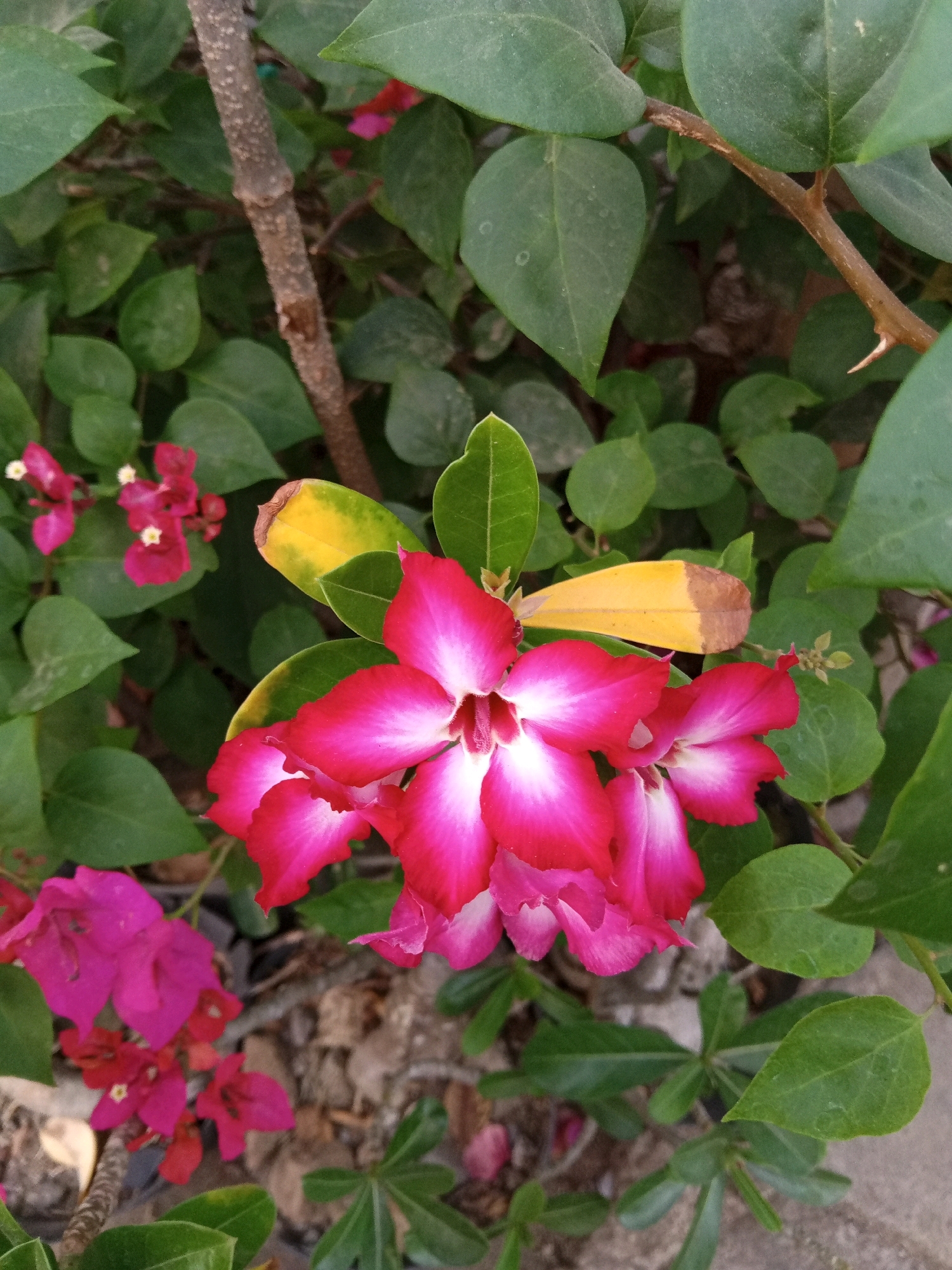 This is a close-up, eye-level, outdoor photograph of desert rose flowers and bougainvillea in Plesan, Indonesia. The main focus is a cluster of vibrant pink and white desert rose flowers in the foreground, with their petals delicately unfurling. Surrounding the desert rose are lush green leaves, some of which are tinged with yellow, suggesting seasonal changes or possible nutrient deficiencies. In the background, smaller, intense pink bougainvillea flowers add a pop of contrasting color. A brown, textured branch, possibly from the desert rose plant, runs diagonally across the upper portion of the image. The environment appears to be a garden or natural setting, with elements of dry soil and possibly other vegetation visible beneath the flowers. The lighting is soft, suggesting it might be overcast or late in the day, with no harsh shadows. There are no people or animals in the frame.