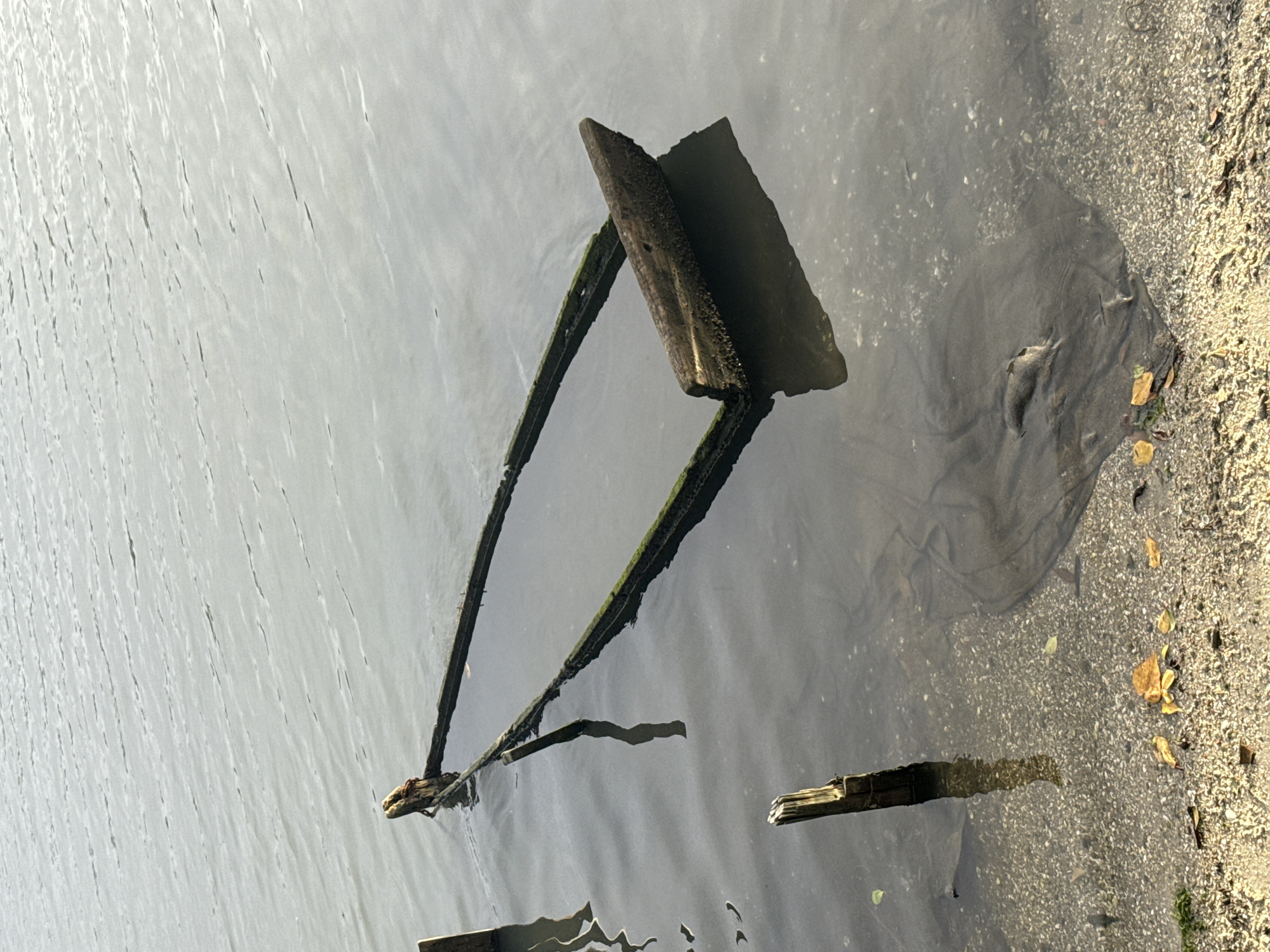 A partially submerged wooden structure, possibly the remnants of a small boat or dock, rests in the shallow, calm water near the shore. The structure is rectangular and appears to be constructed from weathered wooden planks, some of which are covered in algae. The water is clear enough to reveal the sandy, pebbled bottom beneath, where a discarded fishing net lies partially buried. Scattered yellow and brown leaves are visible along the shoreline. Two wooden posts are also present in the water, one closer to the shore and another near the submerged structure. The scene suggests a quiet, perhaps abandoned, area of the coast. This scene could be located in the city of Cabo Frio, Brazil, known for its extensive coastline and beaches.