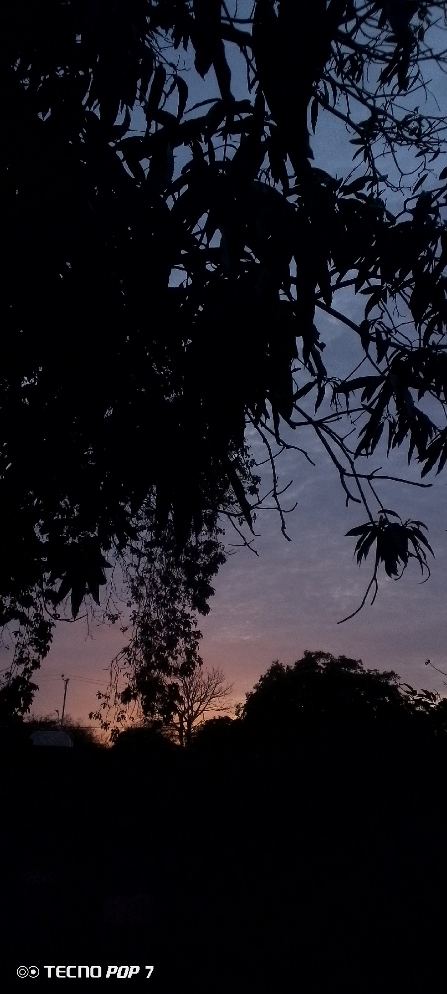 The image depicts a twilight or dawn landscape captured in Altagracia, Venezuela. The scene is dominated by dense, silhouetted tree foliage occupying the upper two-thirds of the frame, rendered in deep black against the lighter sky. The leaves appear broad and somewhat elongated.
Through and beyond the gaps in the foreground foliage, the sky is visible, displaying a vertical color gradient. The upper sky is a muted blue-gray, transitioning downwards into a subtle purple-gray, and finally culminating in a horizontal band of soft orange-pink light at the horizon, predominantly in the lower central and right portions of the image. Faint, wispy cloud patterns are discernible against the sky.
Below the horizon, the terrestrial landscape is also in deep silhouette. Features include the dark forms of additional trees and shrubbery. A prominent deciduous tree with bare branches is visible in silhouette near the center-bottom. To the left, a utility pole with overhead lines is faintly discernible against the brighter horizon. A small, light-colored object, possibly the roof of a structure or vehicle, is partially visible below the utility pole.
No individuals or specific human activities are visible. The lighting conditions are consistent with low light at either sunrise or sunset. A white watermark stating "TECNO POP 7" is present in the bottom-left corner.