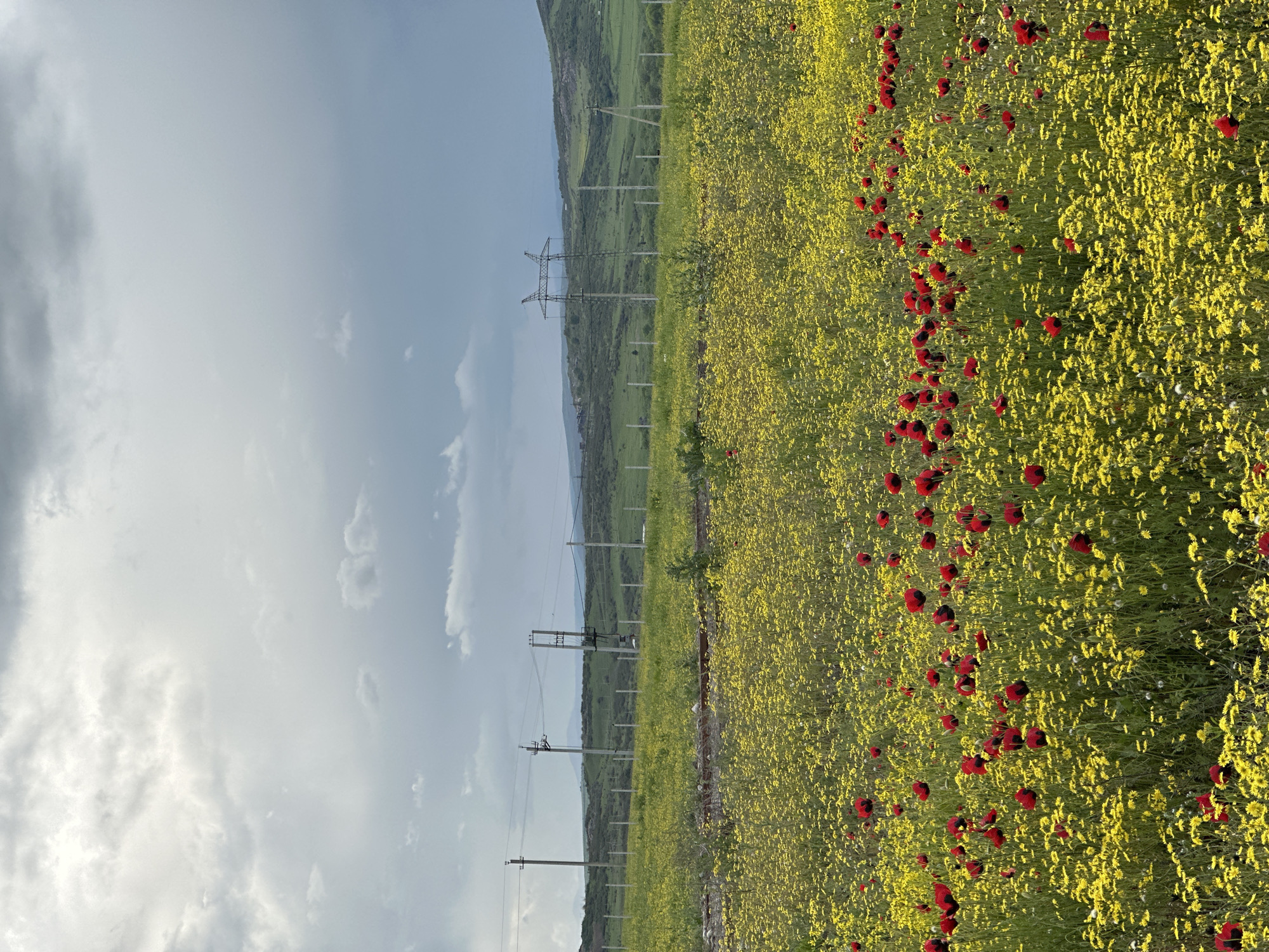 The image depicts a landscape in the vicinity of Marneuli, Georgia. A field of yellow flowers is prominent, interspersed with red poppies. Electrical pylons stretch across the middle ground, leading toward a distant hillside. The sky is cloudy, with varying shades of gray. The photograph appears to be taken during daylight hours.