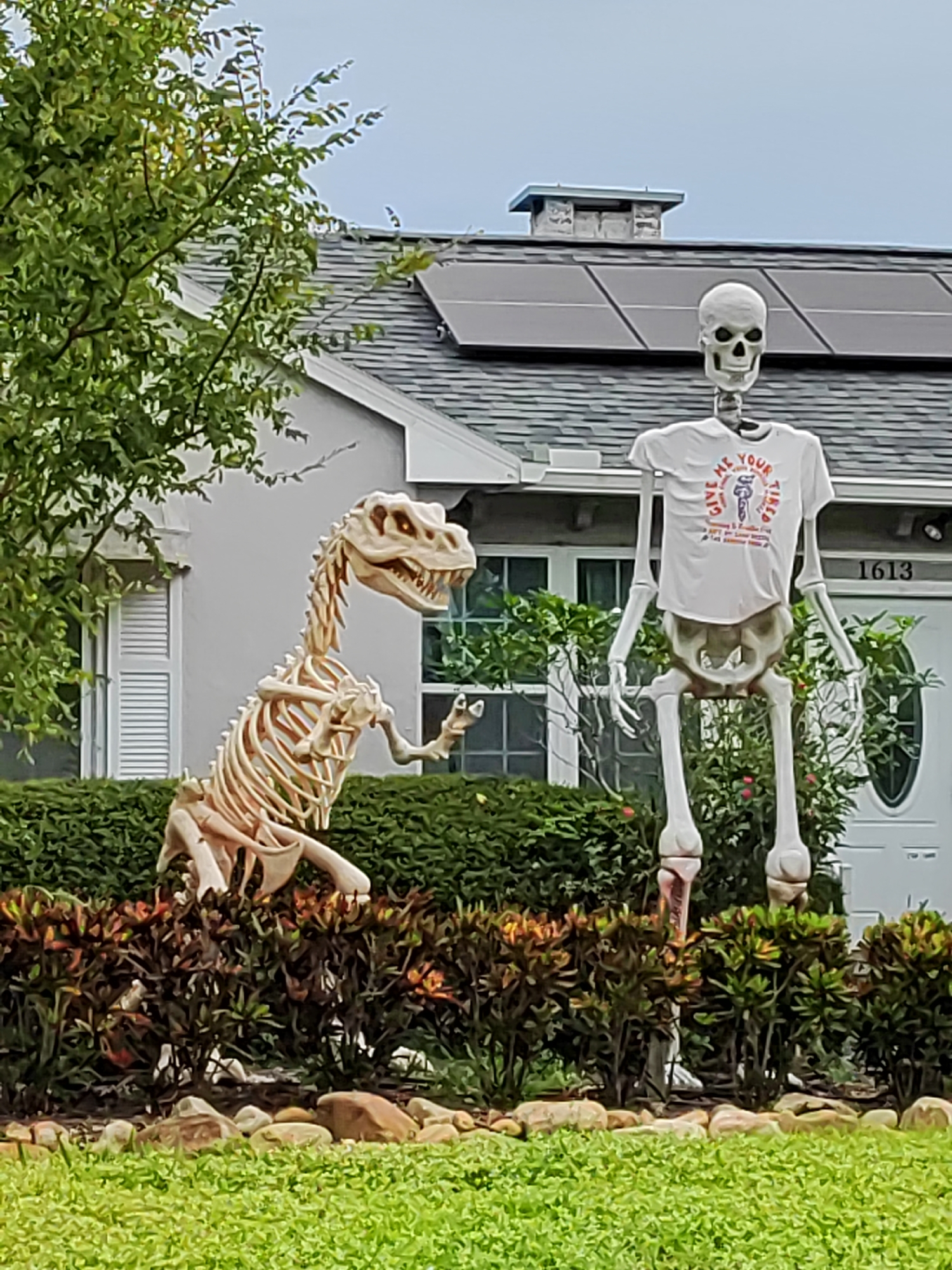 A skeleton of a Tyrannosaurus Rex and a human skeleton are displayed on the lawn of a residential house located at 1613 in the city of Clearwater, United States of America. The Tyrannosaurus Rex skeleton is positioned to the left of the human skeleton. The human skeleton is wearing a white t-shirt with text and an image printed on it. The house has a gray roof with solar panels installed. The lawn in front of the house is covered with green grass and decorative rocks. A tree with green foliage is visible to the left of the house. The sky is overcast.