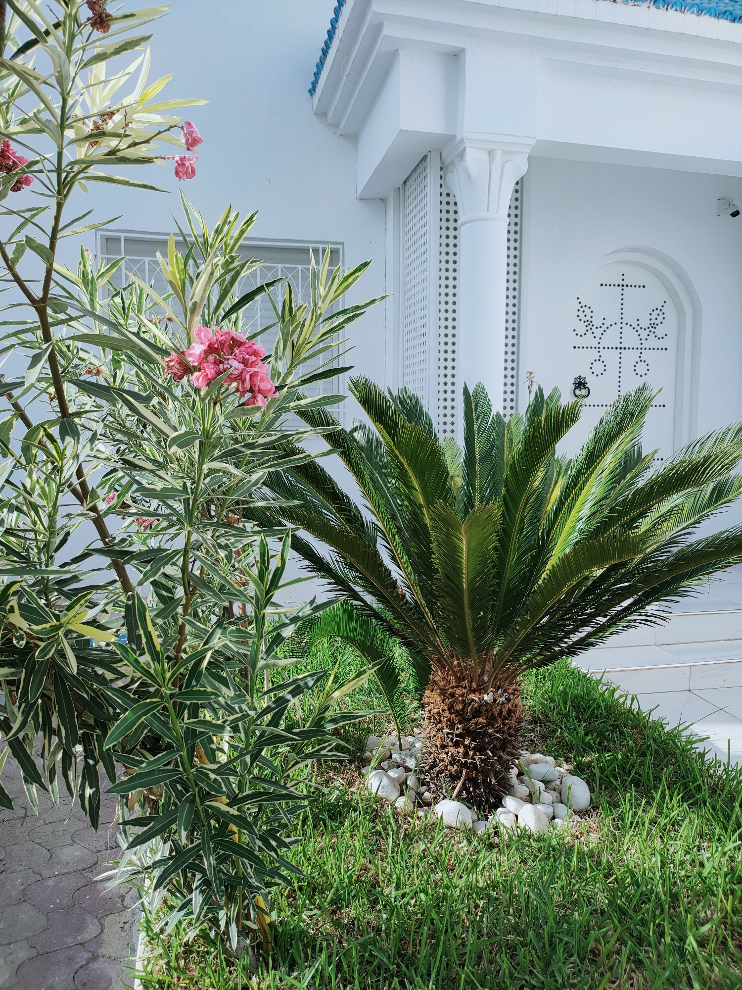 The image captures a bright, sunny outdoor scene in front of a white building with blue trim, situated in Mrezga, Tunisia. In the foreground, a small palm tree with a rough trunk stands in a bed of lush green grass, surrounded by smooth, white stones. To the left of the palm tree, a plant with variegated green and white leaves and clusters of pink flowers is visible. The white building features a decorative arched entrance with intricate dot patterns and a visible security camera. A column with ornate detailing is positioned to the left of the entrance. The ground to the far left is paved with grey interlocking stones. The scene appears to be a well-maintained garden area associated with the building.