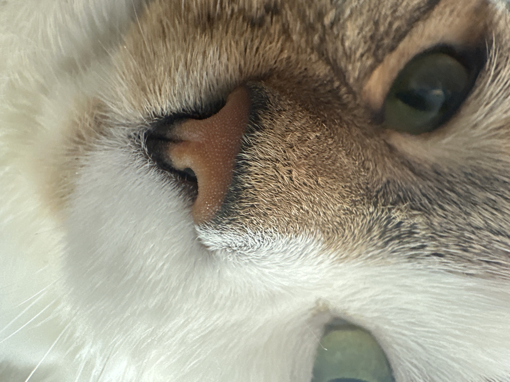 A close-up, full-frame photograph of a calico cat's face is presented. The image focuses on the cat's nose, mouth area, and the right side of its face, including one green eye. The cat's fur exhibits a mix of white, brown, and black markings. The lighting suggests an indoor environment, possibly a home, with soft illumination. The background is indistinct. There are no people or specific identifiable landmarks visible, making it impossible to determine a location within the city of Kyiv, Ukraine, or any other city. The image captures a still moment, showing the cat in a resting or observant pose.
