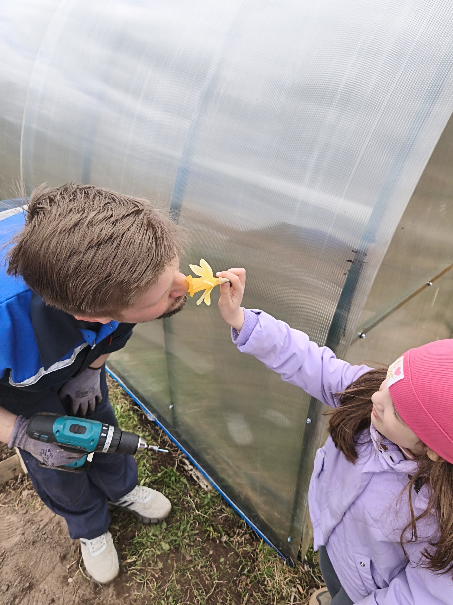 Outside, a man and a girl stand beside a greenhouse. The man is wearing a blue and black work shirt, work pants, gloves, and light grey athletic shoes. He holds a green and black cordless drill in his gloved hand and leans toward a yellow flower the girl is holding out to him. The girl is wearing a purple jacket, grey pants, and a pink beanie. They appear to be interacting with the flower, possibly for the man to smell it. The greenhouse is made of a translucent material and has a blue base. The ground is a mix of grass, weeds, and dirt. The location may be near Прикамский, Russia.