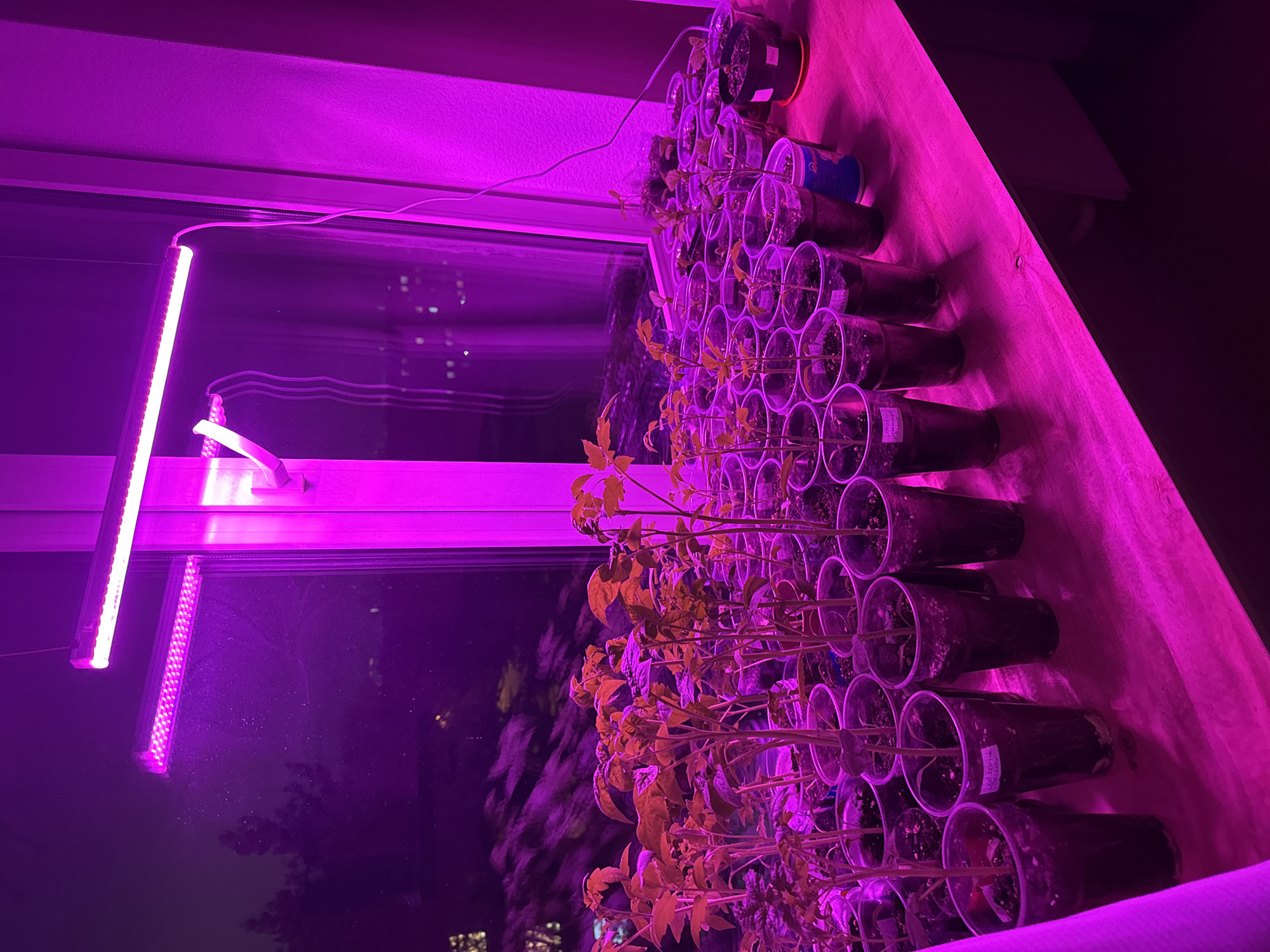 The image shows a collection of seedlings growing indoors under an artificial purple grow light. The seedlings are planted in clear plastic cups, arranged in rows on a wooden surface. The purple light source is positioned near a window, and outside the window, nighttime city lights are visible, which may be the location in Perm, Russia. No people or animals are visible in the image.