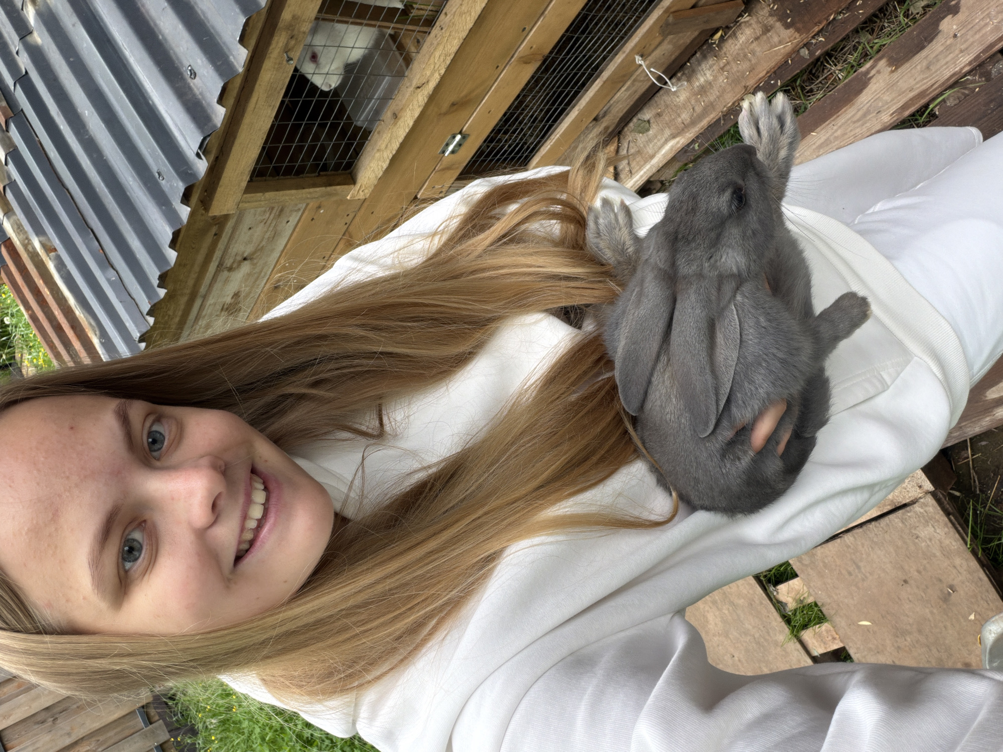 A young woman is depicted outdoors, holding a gray rabbit. She has long, light blonde hair and blue eyes, and is smiling directly at the camera. She is wearing a white sweatshirt. The gray rabbit, characterized by its floppy ears, is comfortably resting in her arms or lap, with one front paw gently raised.
In the background, a rustic wooden hutch or enclosure is visible. Inside one of its compartments, a white rabbit with red eyes can be seen peering out. The structure is partially covered by a corrugated metal roof. The ground features green grass interspersed with wooden planks or pallets.
The photograph captures a bright daytime scene, indicating clear or bright overcast weather. The woman's expression conveys happiness and warmth. The setting suggests a rural or backyard environment, consistent with the location context of Vozhoiskii, Russia. There is no visible text within the image.