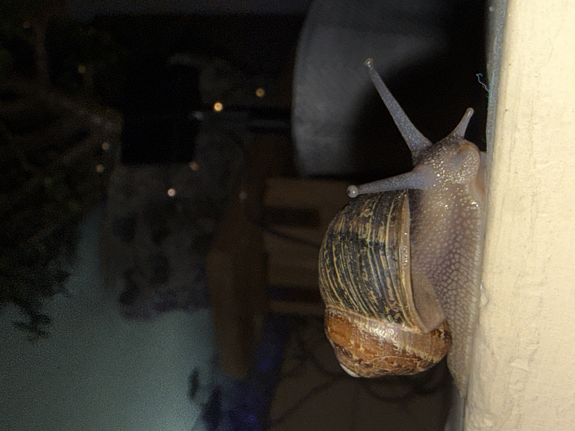 A garden snail, exhibiting an elongated body and extended tentacles, moves from left to right across a light-beige, textured horizontal surface. The snail's shell is a spiral, conical structure with mottled brown and dark striations, showing visible growth lines. Its body is pale, translucent, and appears moist, covered with granular tubercles, particularly noticeable on its head and foot. Two prominent upper tentacles, tipped with dark eyespots, are extended forward, along with two shorter lower tentacles. Directly on the surface, near the snail's head, lies a small, thin, curvilinear blue filament or thread. The background is dark and heavily out of focus, suggesting a low-light or nighttime environment. Blurred shapes, possibly foliage or structures, are faintly visible in the upper left with a greenish-blue hue. The right side of the background features multiple diffused, spherical light sources (bokeh) in shades of orange, yellow, and white, indicative of distant artificial lights. No people or other active subjects are present in the scene.