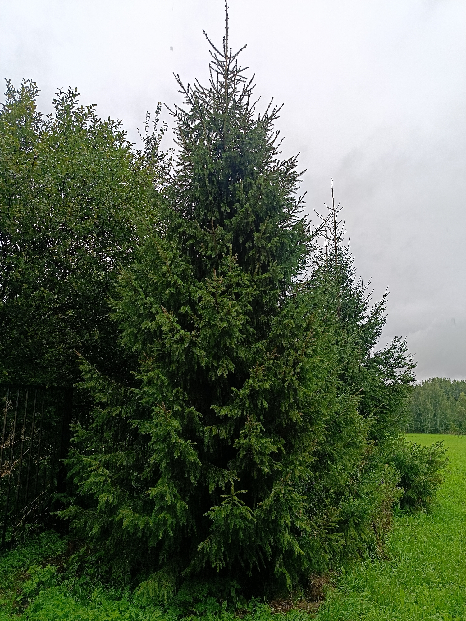 A medium shot captures a line of evergreen trees, with a dominant spruce tree in the foreground. The spruce is full of branches and needles, its top reaching towards a cloudy, overcast sky. To the left of the spruce, a deciduous tree with dense green leaves is visible, partially obscured by the evergreen. A dark metal fence runs along the left edge of the image, bordering the trees. The ground in front of the trees is covered in lush green grass, and further to the right, a bright green field stretches out, bordered by a distant line of trees. The scene suggests an outdoor environment, possibly a park or a rural area, under a grey sky.