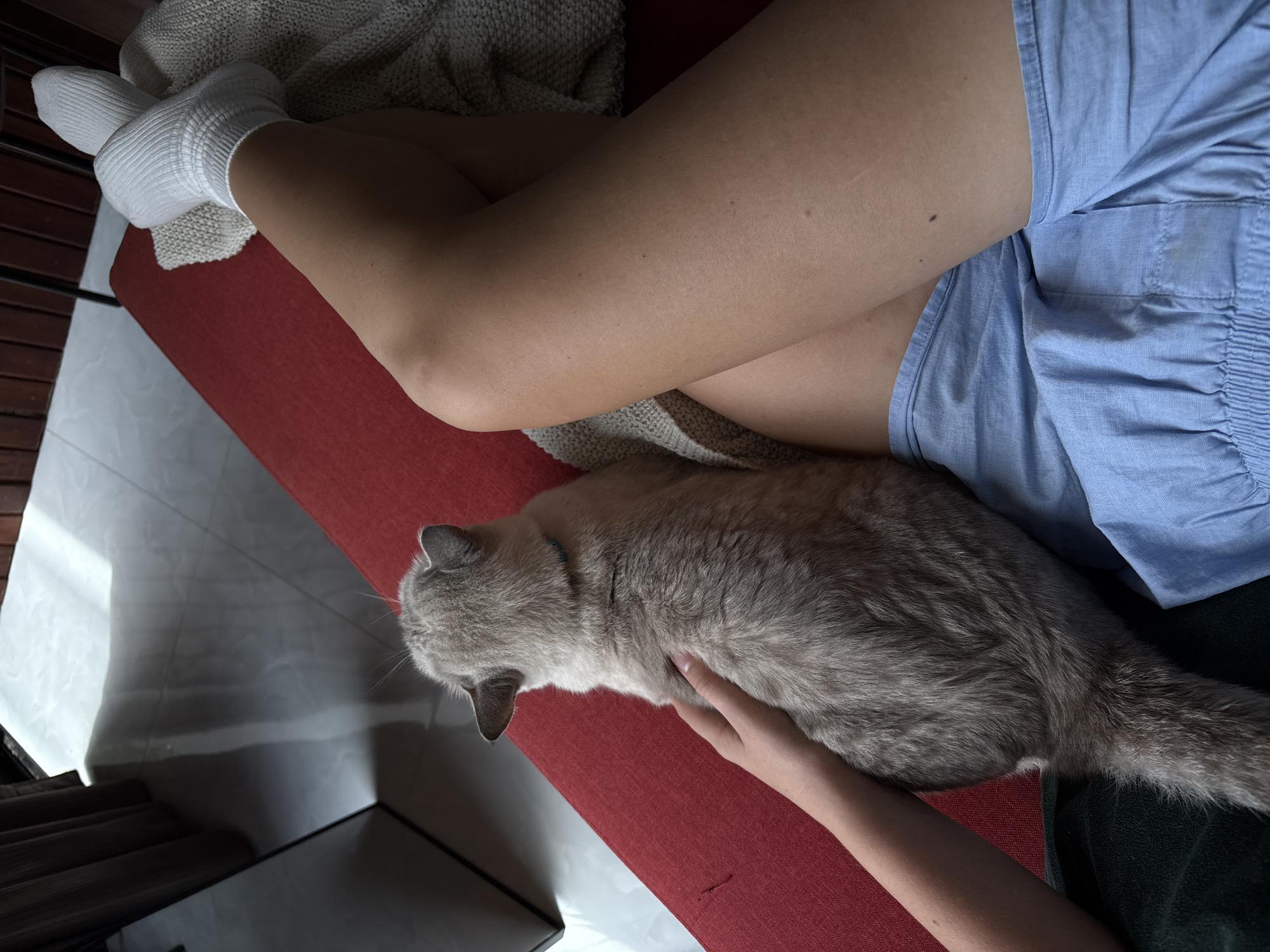 The media file features a close-up, overhead shot of a person's legs and a cat. The person is wearing white ankle socks and light blue shorts. Their legs are crossed, and they are resting on a red surface, possibly a couch or bench. A light-colored knitted blanket is draped over the person's lap and extends to the left. A light grey cat with darker points, likely a Siamese mix, is lying on the red surface, partially under the person's shorts and next to their hand. The cat's head is turned away from the camera, and the person's hand is gently stroking its back.
The scene appears to be indoors, suggested by the smooth, tiled floor visible in the background to the left. Sunlight is casting strong shadows on the floor, indicating it is daytime. The overall mood is relaxed and intimate, highlighting the bond between the person and the pet. The presence of the tiled floor and the ambient lighting might suggest a tropical or warm climate, consistent with the provided location context of Choeng Thale, Thailand. There is no visible text in the image.