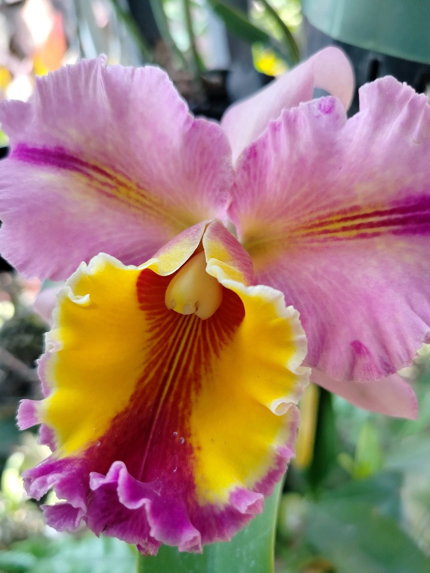 The image shows a close-up of a vibrant Cattleya orchid with pink petals and a yellow and magenta lip. The flower is the primary subject, filling most of the frame. The petals are delicate and ruffled, with prominent veins running through them. The central lip is intricately patterned with a gradient of yellow, red, and purple. The background is softly blurred, suggesting a garden or greenhouse setting with hints of green foliage and other plants. There are no people or man-made structures visible, and the image focuses exclusively on the natural beauty of the orchid. There is no information to suggest the location is in Beloh, Indonesia.