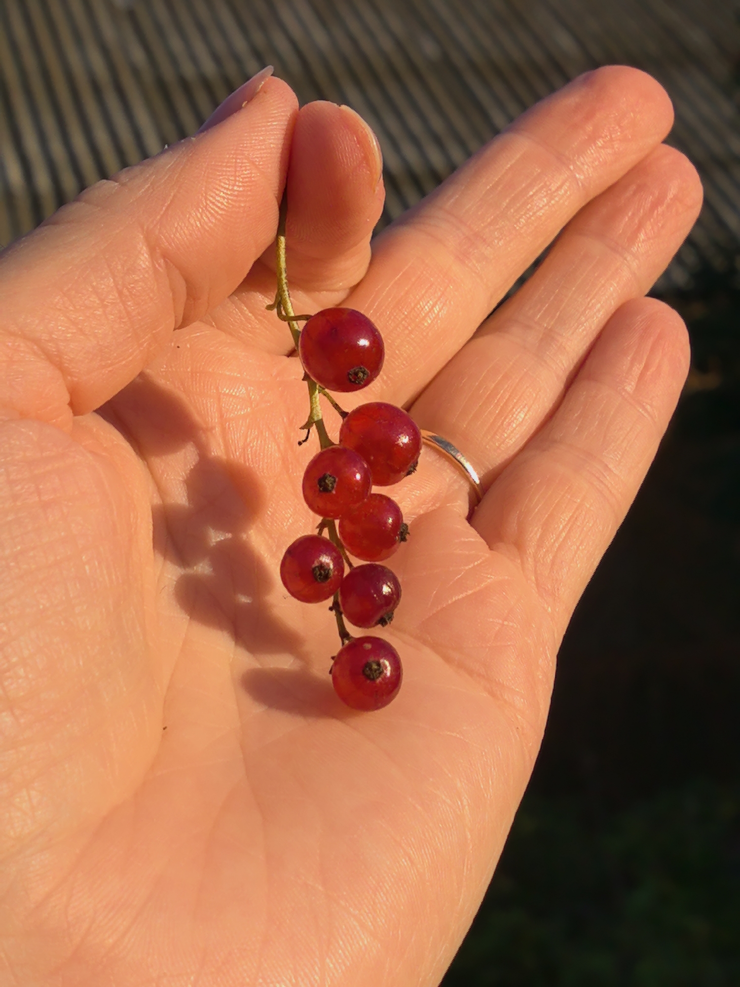 A close-up shot shows a person's hand holding a small cluster of red currants. The hand is cupped, with the red currants resting on the palm. The background is blurred and appears to be outdoors, with some sunlight casting shadows. The person is wearing a silver ring on one of their fingers. The image does not provide any information about the location in Shabury, Russia.