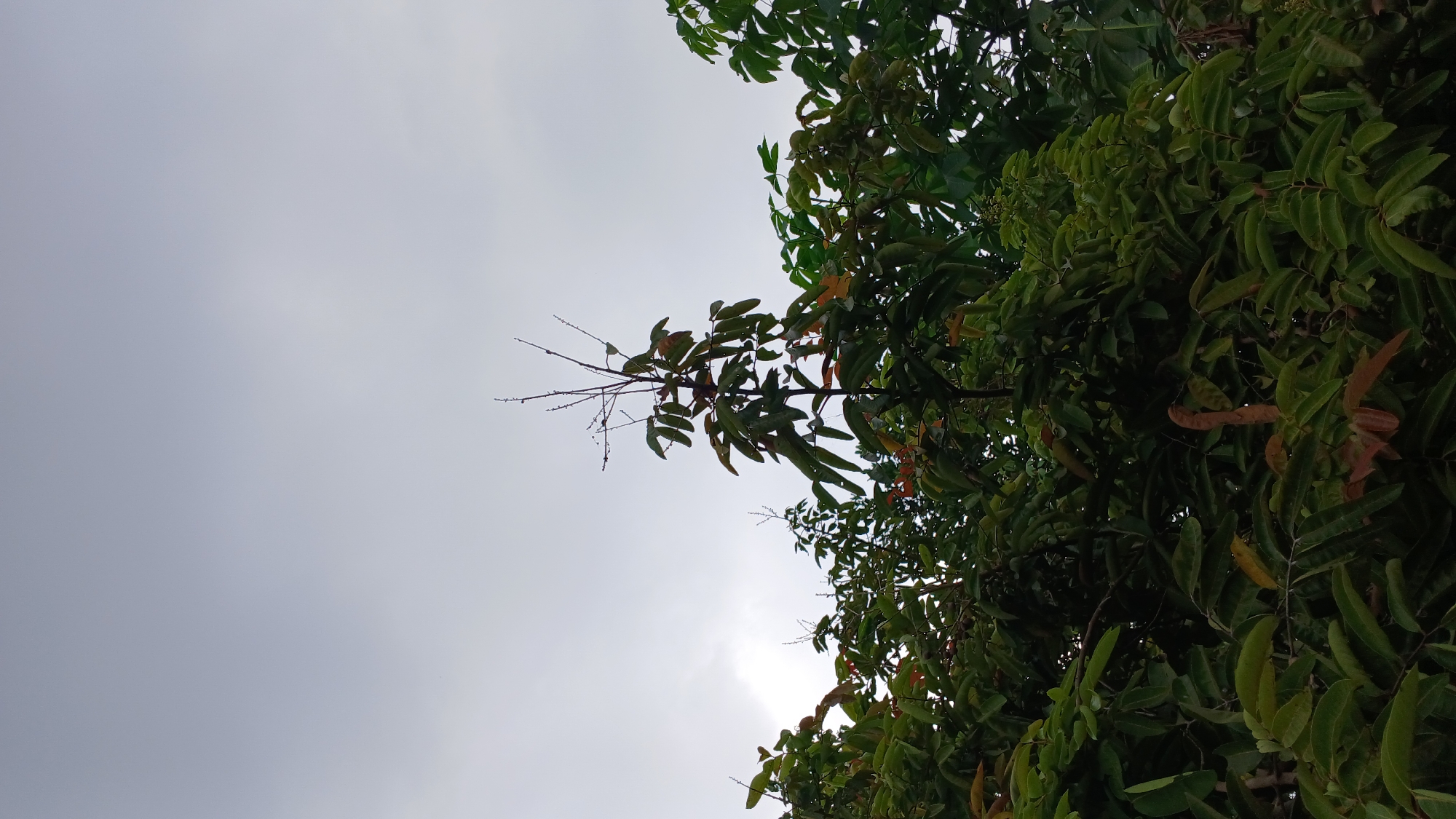A medium shot captures a dense cluster of lush green trees against an overcast sky, taken from below. The foliage is rich with various shades of green and touches of reddish-brown on new growth. A tall, slender tree with sparse leaves and thin branches stands prominently in the center, reaching towards the sky. The ground is not visible, focusing the viewer on the canopy and the sky. The location is the city of Mendut, Indonesia.