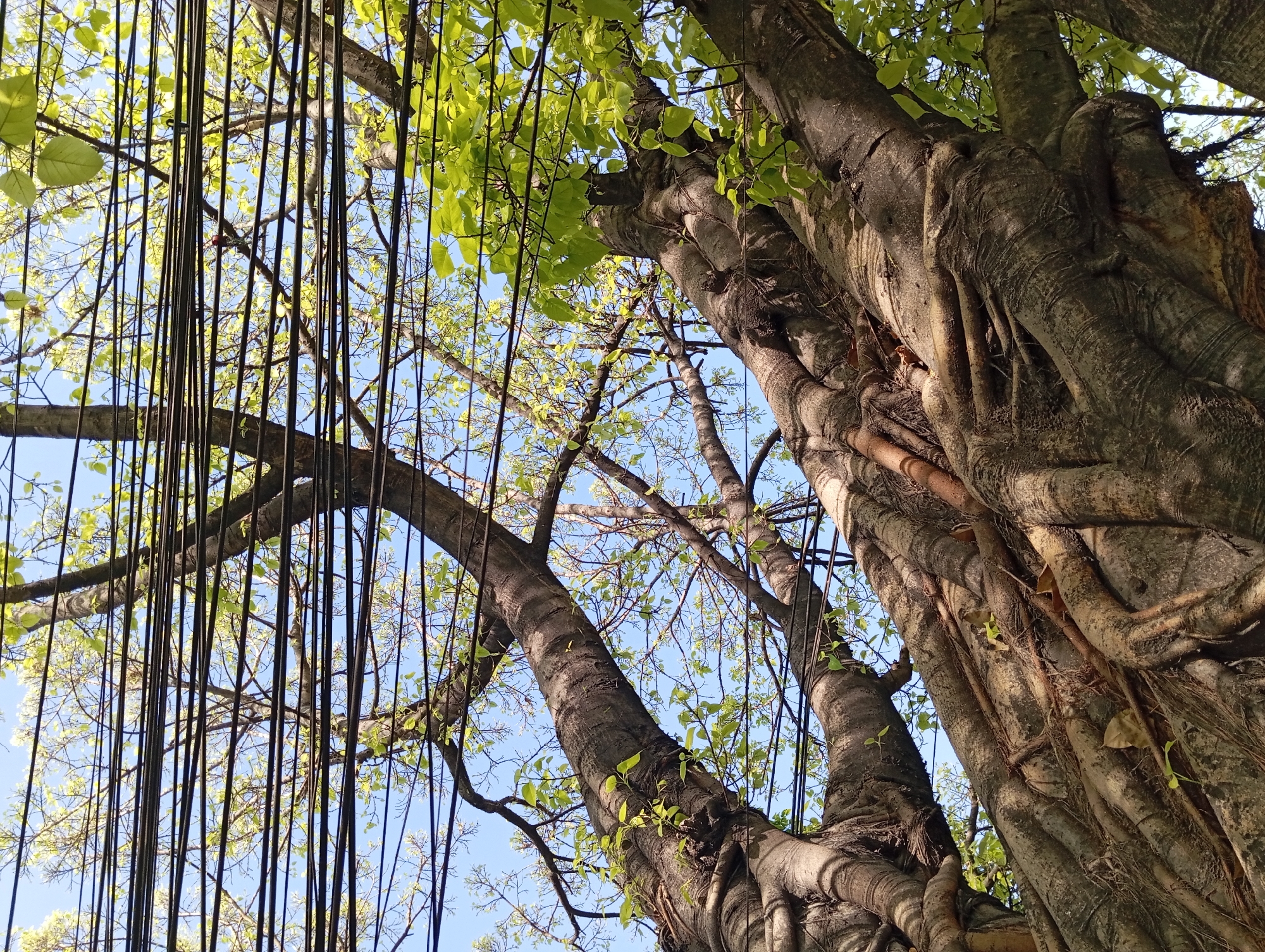 This image, captured in the city of Kepulungan, Indonesia, presents a low-angle view of a large, mature tree with thick, gnarled roots and branches. The tree's trunk is predominantly dark brown with textured bark, and its exposed root system is expansive and intertwined, creating a complex, organic network that forms the base of the scene. Several branches extend upwards, some reaching towards the sky and others weaving through a tangle of power lines that crisscross the frame. The leaves of the tree are a vibrant green, with some new growth visible, indicating a healthy canopy. The background is a clear blue sky, partially obscured by the tree and the overhead wires. The lighting suggests it is daytime, with sunlight filtering through the leaves and casting shadows on the trunk and roots. There are no people or animals visible in the image. The overall impression is one of natural resilience and the coexistence of nature and urban infrastructure.