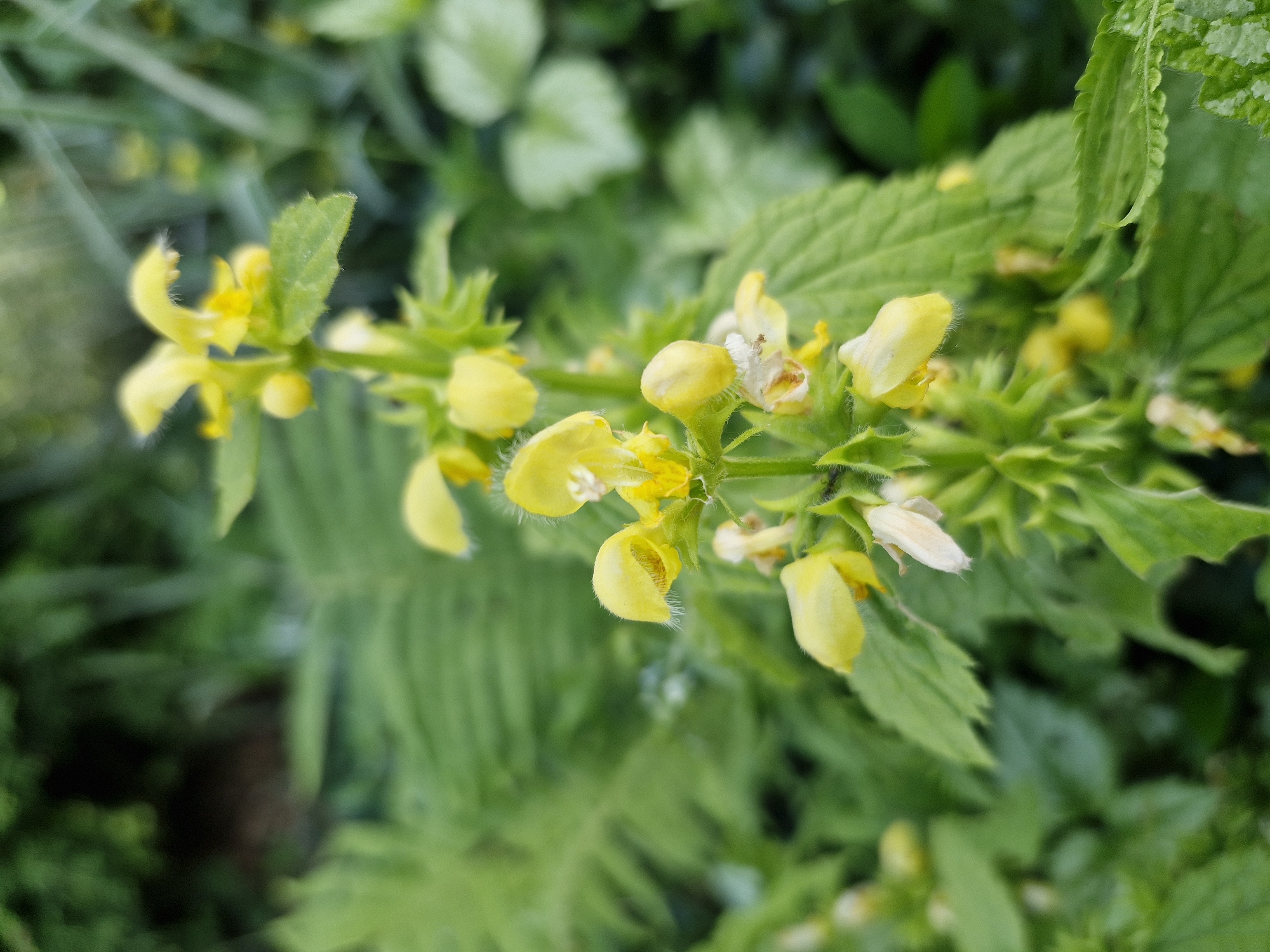 This close-up image presents a vibrant display of small, tubular yellow flowers blooming along a green stem, set against a deeply blurred background of similar green foliage. The flowers, varying in their stage of opening, are characterized by their hooded or lip-like shape and a noticeable covering of fine, white, hair-like fuzz, particularly on their outer surfaces and surrounding green calyxes. Some blooms reveal glimpses of lighter, almost white interior markings. The plant's leaves, visible attached to the stem and in the blurred background, are green with serrated edges and also appear to have some fine hairs. The scene depicts a natural outdoor environment, likely a garden or forest undergrowth, bathed in natural daylight. There is no human activity or visible text. The photograph emphasizes the intricate details and texture of the blossoms and leaves, highlighting the plant's delicate features within its lush green habitat.