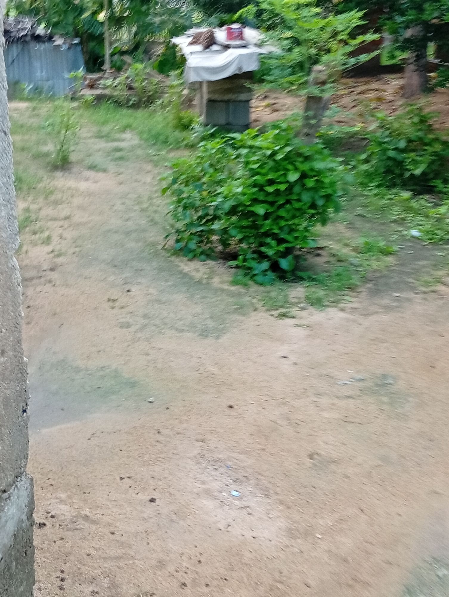 The image depicts an outdoor scene, likely in Jalingo, Nigeria, characterized by a sandy ground with patches of grass and vegetation. In the background, a partially visible structure with a corrugated metal roof stands on the left, possibly a shed or outbuilding. Adjacent to it, another structure features a raised platform covered by a white tarp, with what appears to be a red object on top. A dense green bush is situated in the mid-ground. The foreground consists of the predominantly sandy terrain. The overall lighting suggests it is daytime, possibly late afternoon given the soft light. The image appears to be taken from a slightly elevated or ground-level perspective, facing away from a wall or rough textured surface on the left side of the frame.
