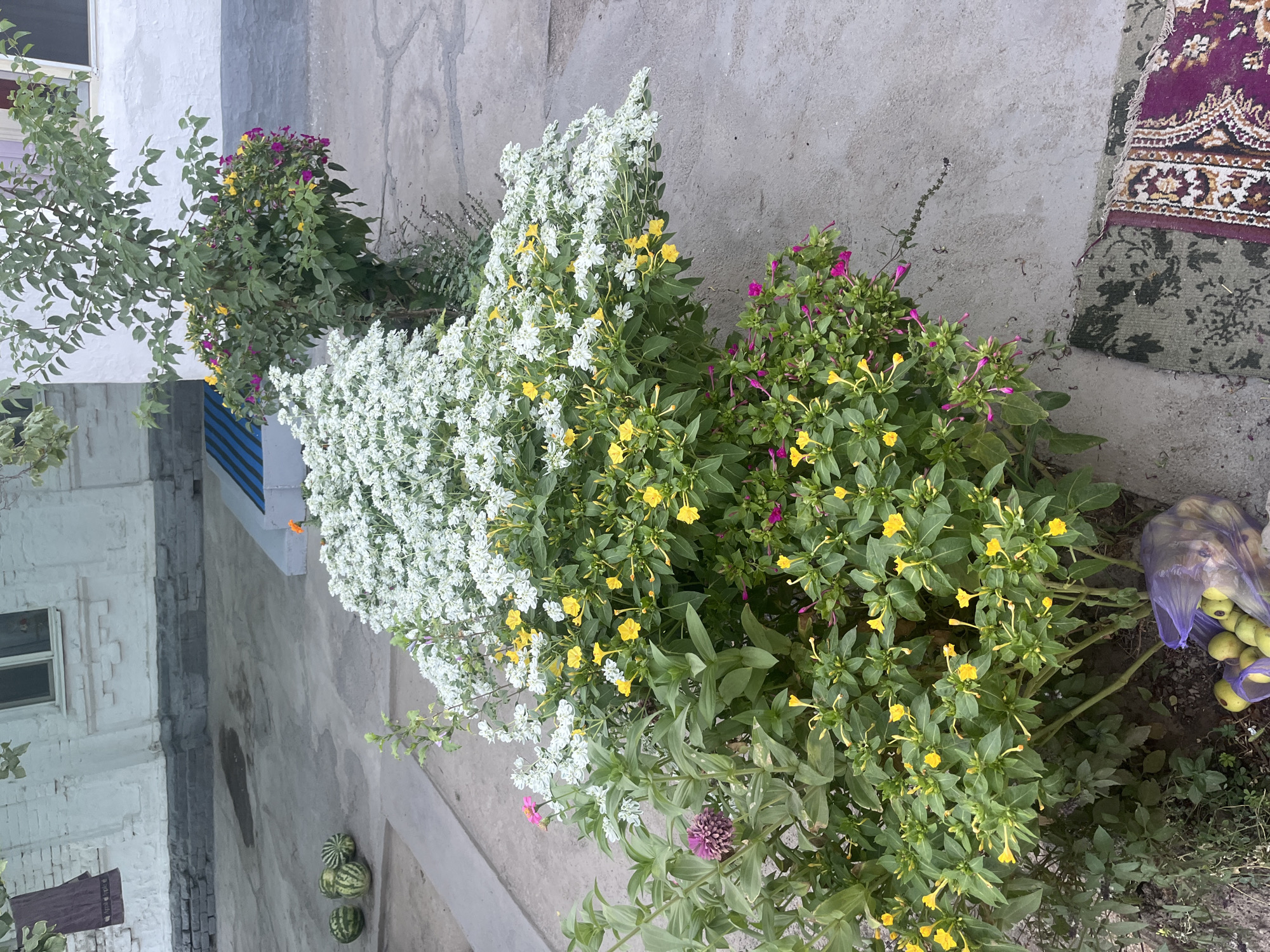 In a backyard in Şïeli, Kazakhstan, a lush garden bed bursts with colorful flowers. White blossoms mingle with bright yellow and pink blooms, creating a vibrant spectacle. Among the flowers, a small tree with green leaves stands tall, adding a touch of height to the scene. In the background, a white building with a grey foundation suggests a residential area. To the left of the garden, several watermelons rest on the concrete ground, hinting at a recent harvest. A purple plastic bag filled with green apples lies at the base of the flowering plants, completing the pastoral image.