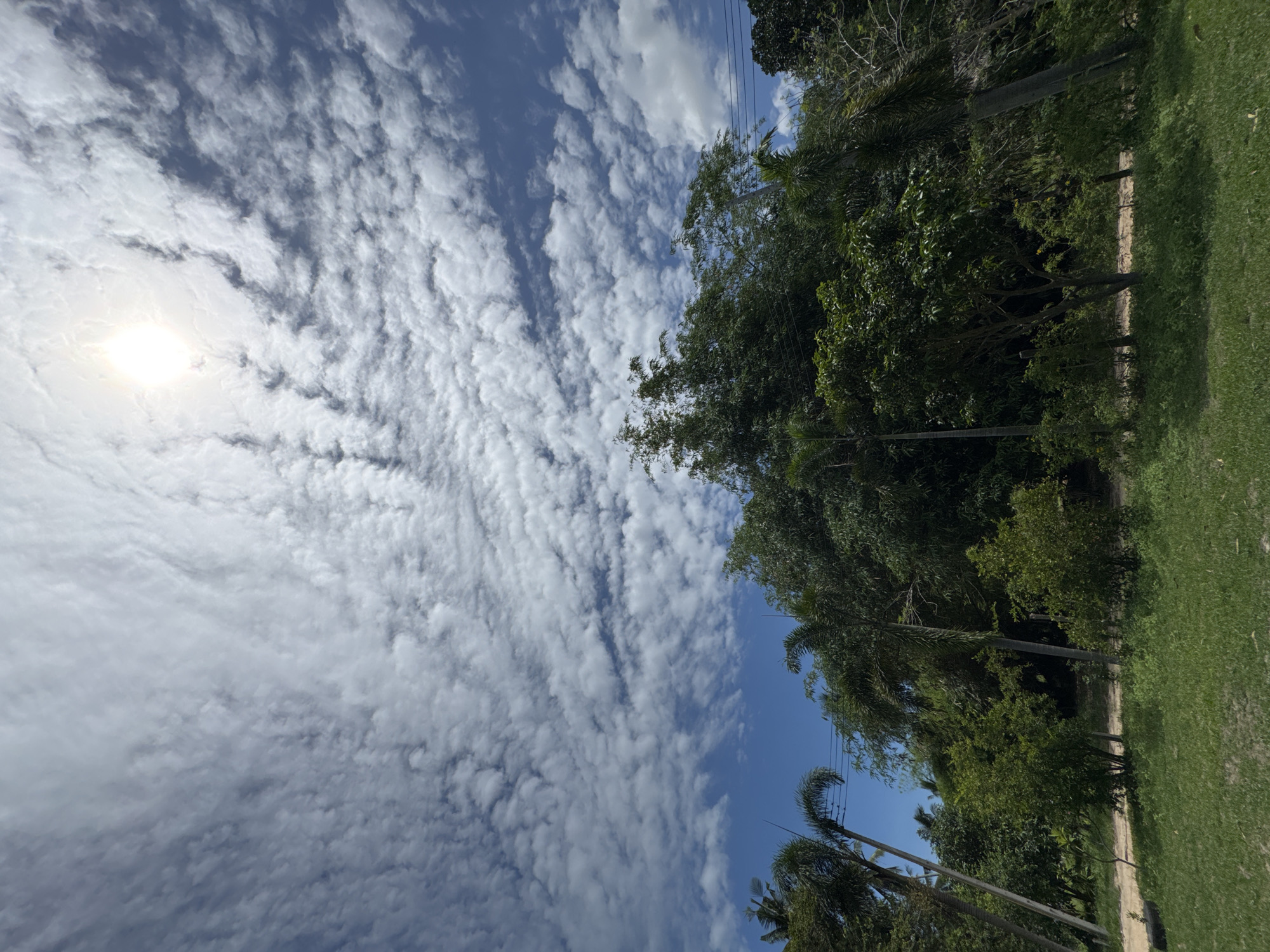 The image captures a scene in ตำบลเกาะพะงัน, Thailand, with a view upwards towards a sky filled with numerous small, fluffy white clouds against a backdrop of blue sky. The sun appears as a bright, diffused circle behind the clouds. At the right side of the frame, there are dense green trees and vegetation, including palm trees. A patch of green grass is visible at the bottom right corner. There are no people visible in the image.