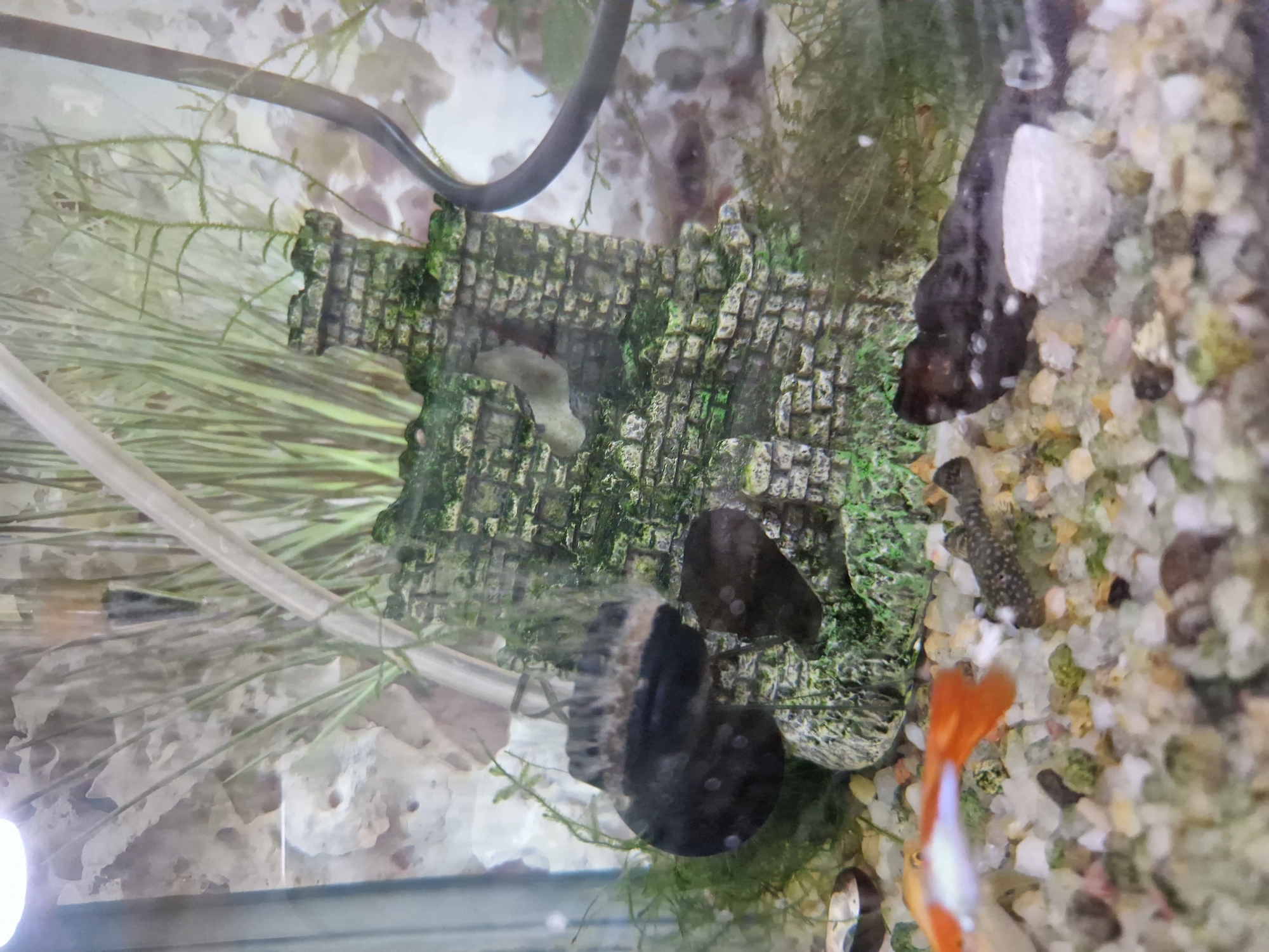 The image depicts an indoor aquarium. The environment contains gravel substrate, aquatic plants, and decorative elements, including a castle-like structure. Fish are visible, including a guppy with a vibrant orange tail and a plecostomus. The tank is illuminated, and reflections on the glass are present. There is no indication of the image being in Sofia, Bulgaria.