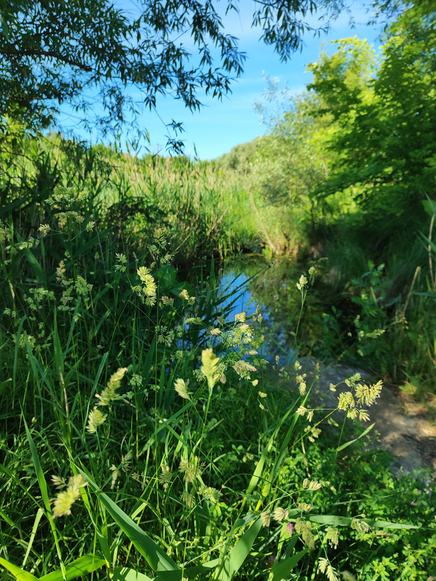 This is an eye-level, close-up shot of a tranquil, sunlit natural landscape. In the foreground, several tall blades of grass with seed heads are in sharp focus, catching the light. Behind them, a narrow, dark body of water reflects the bright blue sky and surrounding greenery. The water is bordered by lush, green reeds and grasses, creating a dense wall of vegetation. In the background, trees with vibrant green leaves complete the serene scene. The lighting suggests it is daytime, with the sun casting a warm glow on the foliage and water. The overall impression is one of peaceful nature.