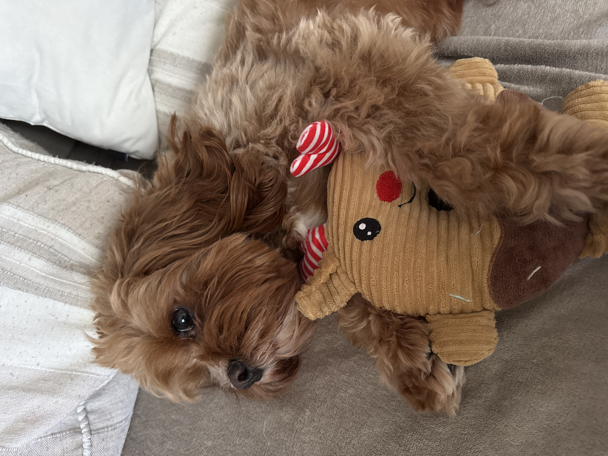A close-up, slightly tilted, indoor shot shows a fluffy brown dog lying on a bed or sofa with a plush toy next to it. The dog is on its side, head resting on the pillow or furniture. The plush toy is light brown with a red nose and black eyes. The background consists of a light-colored striped pillow and a gray surface, likely the bed or sofa. There is no information in the image to indicate that it was taken in Sofia, Bulgaria.