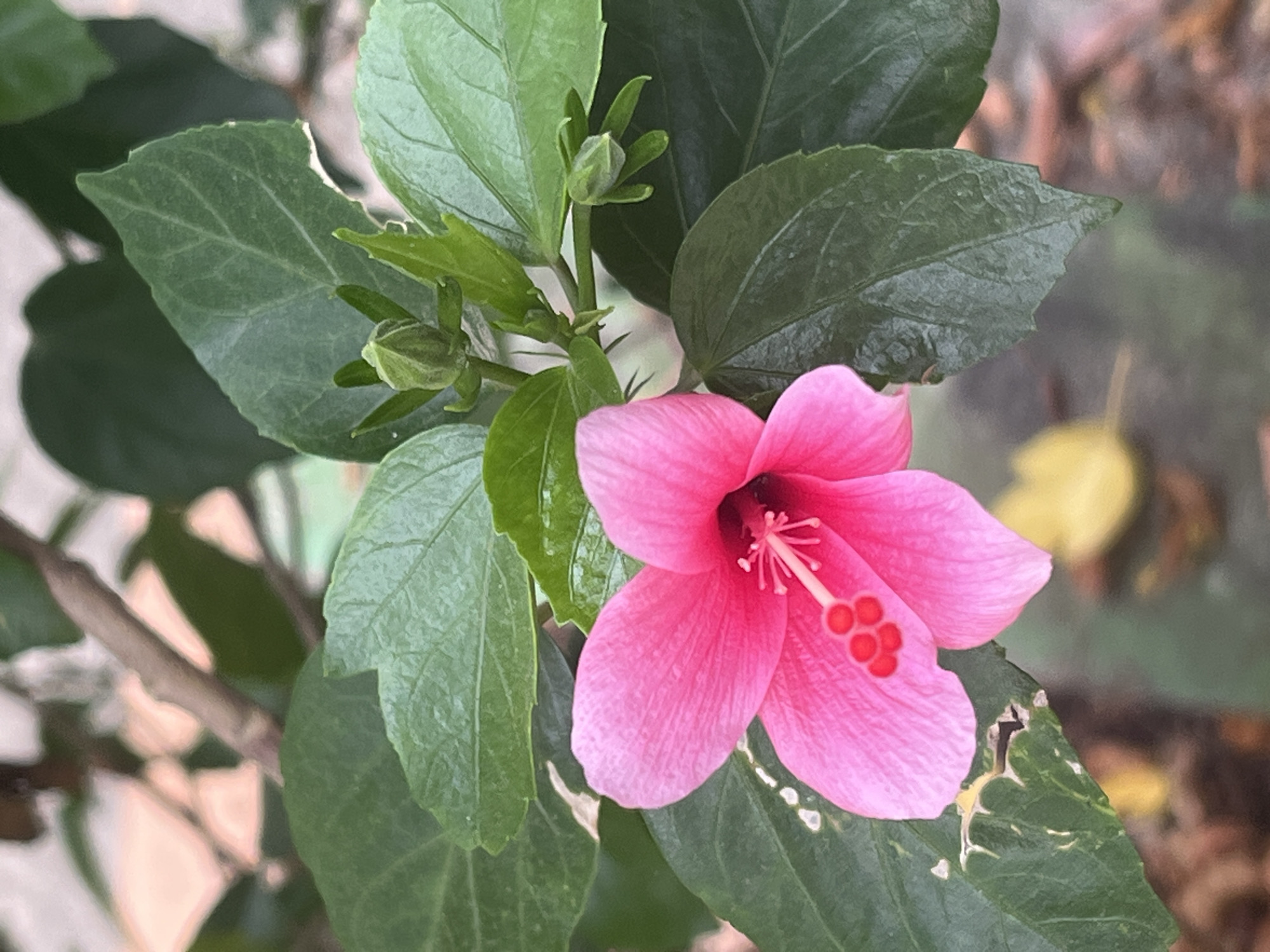 A close-up, vertical shot focuses on a single, vibrant pink hibiscus flower in full bloom, its petals unfurled against a backdrop of lush green leaves. The flower's stamen, tipped with bright red pollen, protrudes from its center. Several green hibiscus buds are visible, clustered near the top of the frame, hinting at future blooms. The leaves display a natural texture, with some showing minor imperfections, such as small holes or torn edges. The background is softly blurred, revealing hints of brown earth and possibly fallen leaves, suggesting an outdoor setting. The lighting appears natural, casting subtle shadows and highlighting the flower's delicate structure. This scene is situated in the natural environment of Meliau Hulu, Indonesia, where the tropical climate supports the growth of such flora.