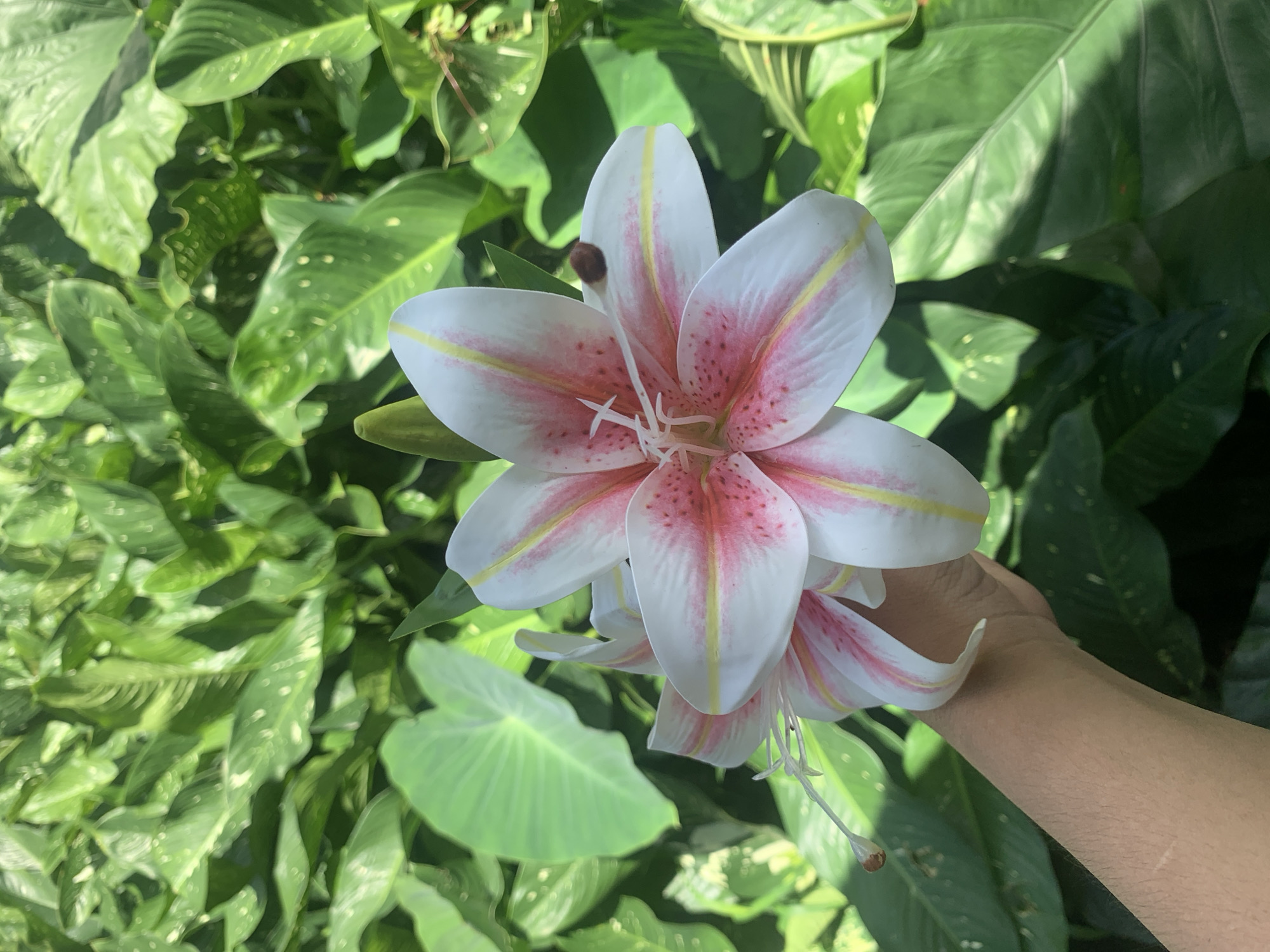 A close-up, outdoor, eye-level shot features a person's hand holding two artificial lily flowers with white petals, pink markings, and yellow stripes. The flowers are positioned in the foreground against a backdrop of lush green foliage and large, broad leaves, possibly in a garden or natural setting. The scene is brightly lit by sunlight, creating shadows and highlights on the leaves. The background foliage is dense and out of focus, providing a soft contrast to the sharp detail of the lilies. The hand holding the flowers is human, with visible skin texture and markings, and is positioned on the lower left side of the frame. The overall impression is one of vibrant natural beauty enhanced by artificial floral elements. This image does not contain any elements specific to Kuala Pembuang, Indonesia, or any urban environment.