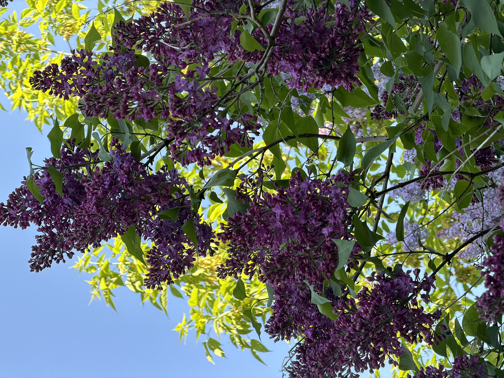 The image shows a cluster of purple lilac flowers hanging from branches with green leaves against a blue sky. Some bright green leaves from another tree are also visible. The image appears to be taken from a low angle, looking up into the tree. The location in Tarasovka, Russia is not visually discernible from the image.