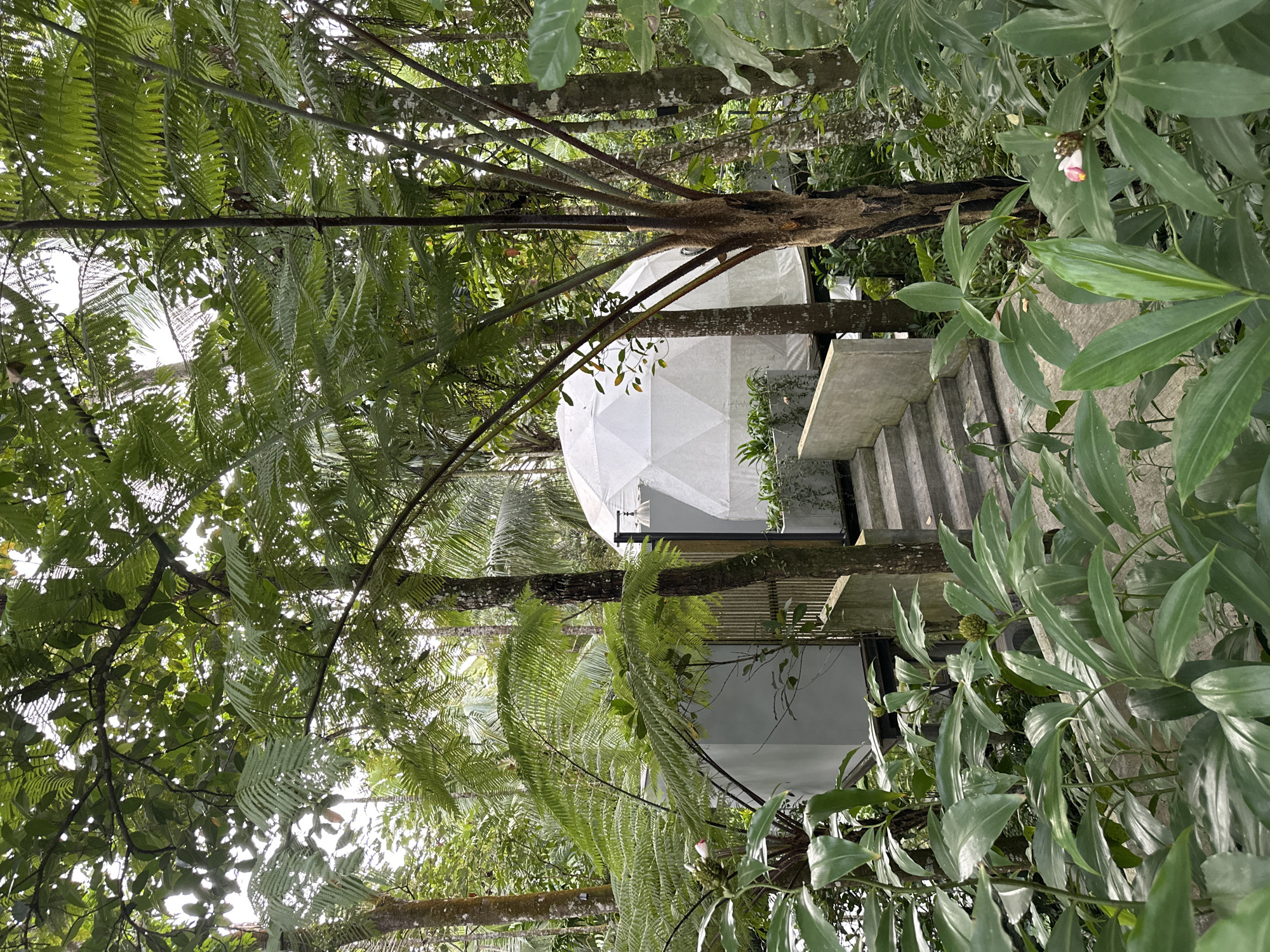 The image shows a white geodesic dome structure nestled among lush greenery in Licin, Indonesia. The structure is partially obscured by various trees and ferns. To the right of the dome is a set of concrete stairs leading up to a platform attached to the dome. The surrounding environment consists of dense foliage, including large-leaved plants, and tall trees. The sky is visible in the background between the trees. The image is vertically oriented.