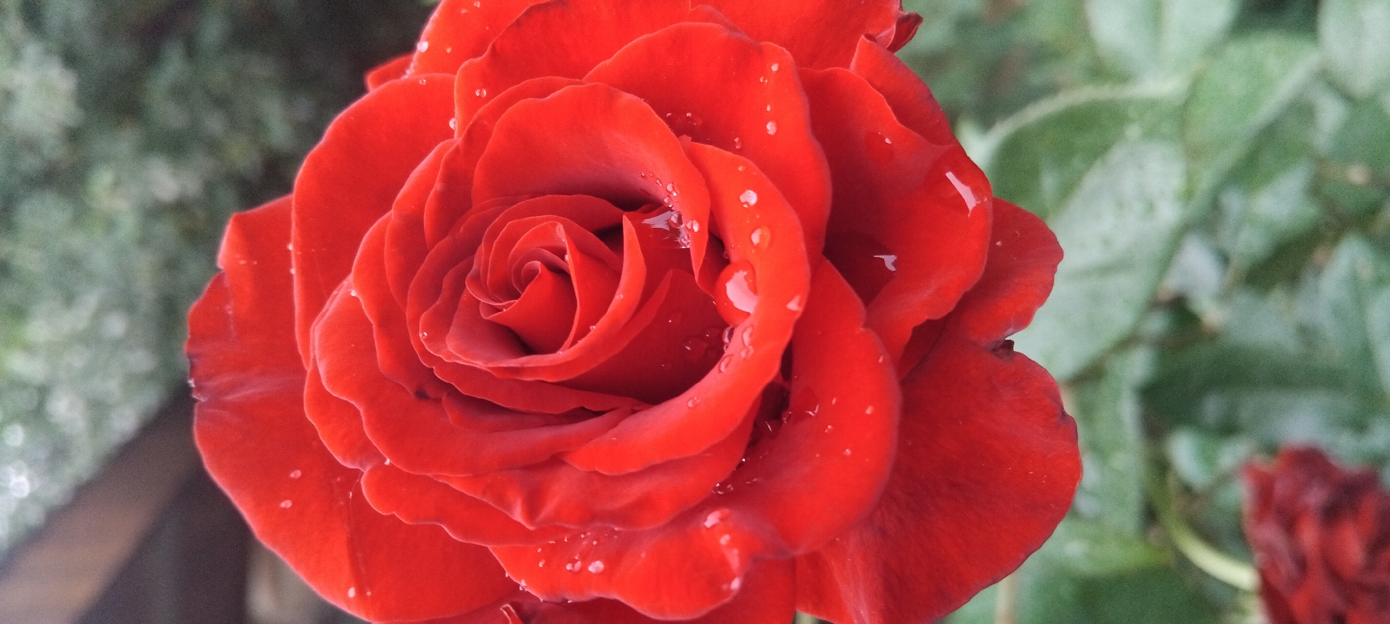 A close-up, vertical, outdoor shot shows a red rose in full bloom, covered in water droplets. The rose is the primary subject, filling most of the frame. Its petals are a deep, vibrant red with a velvety texture, and they are intricately layered, forming a spiral pattern towards the center. The water droplets are small and scattered across the petals, reflecting light and adding a glistening effect. The background is softly blurred, showing hints of green foliage and possibly some wooden structure in the upper left corner. The lighting is diffused, suggesting an overcast day or shade, which accentuates the texture of the petals and the dew drops. The scene appears to be a natural setting, likely a garden.