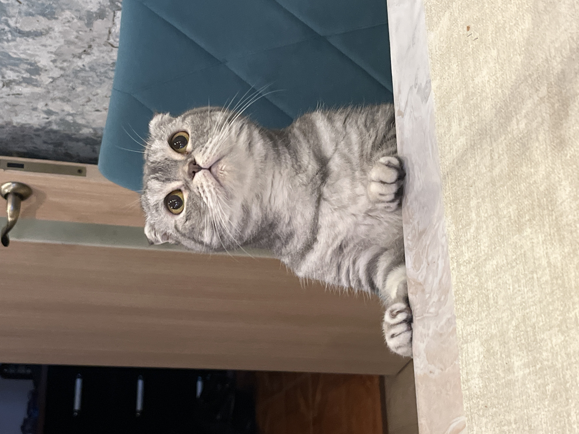 A grey tabby Scottish Fold cat is sitting at a table, looking upwards with a curious expression. The cat's ears are folded downwards, and its eyes are wide and yellow. Its paws are resting on the edge of the table. The table has a light-colored marble-patterned surface and a beige textured placemat. In the background, a teal upholstered chair is visible, along with a wooden door and a wall with a textured finish. The scene appears to be indoors, possibly in a home or restaurant. There are no people present in the image. The location is not specified to be Chaikovsky, Russia.