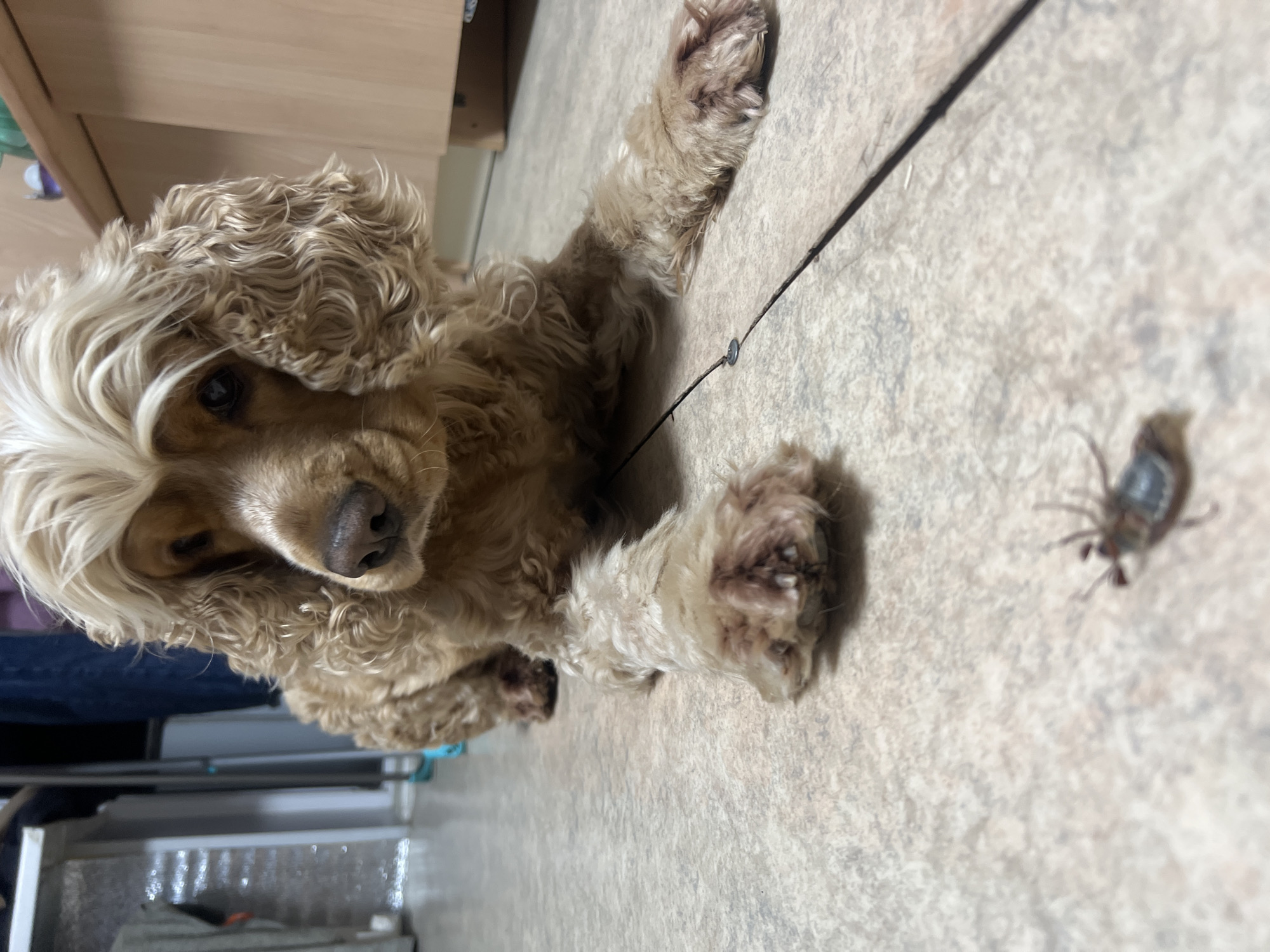 A tan Cocker Spaniel dog with light blonde hair on its forehead lies on a mottled beige floor next to a small, dark-colored insect. A thin, dark cord stretches across the floor. The setting appears to be indoors, likely a kitchen or utility room, given the presence of light-colored cabinets in the background and a metal wire rack visible near the bottom left. The location of Chaikovsky, Russia, is not apparent from the visual elements of the image.