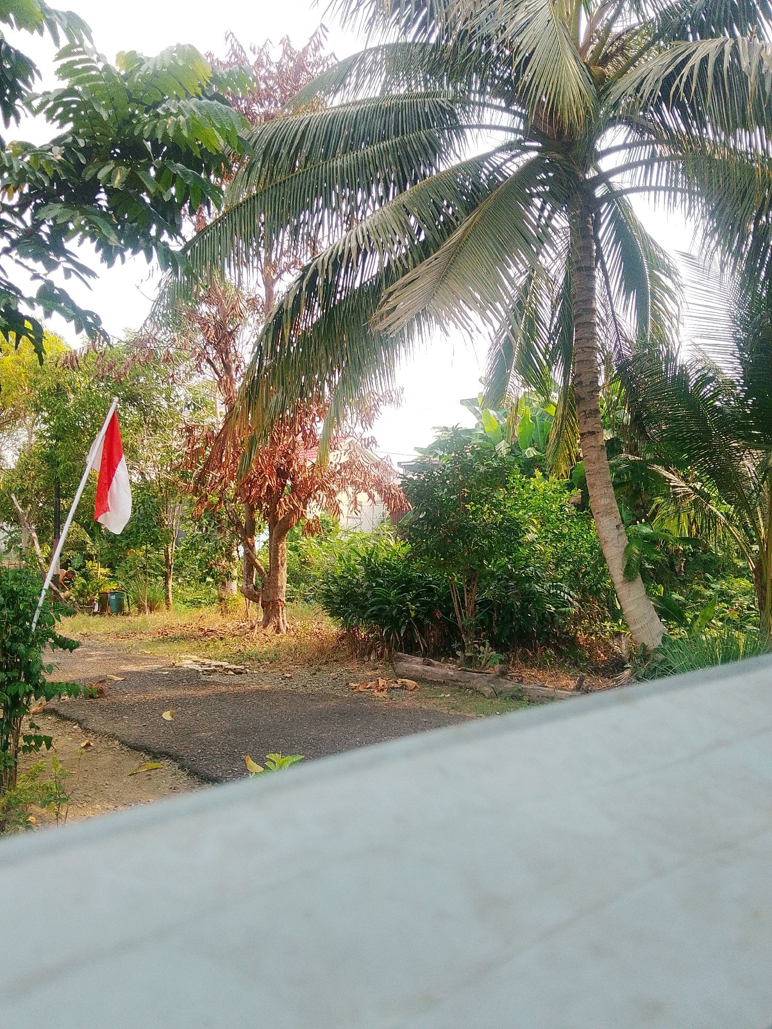 In the city of Barabai, Indonesia, a dirt path winds through a lush green environment, flanked by trees and vegetation. The Indonesian flag, a symbol of national pride, flutters on a pole to the left of the path, its red and white colors a stark contrast against the verdant backdrop. A mature coconut palm tree stands tall on the right, its fronds reaching towards the sky, casting a gentle shadow on the scene. The ground is covered with dry leaves and twigs, suggesting a natural, outdoor setting. The sunlight filters through the leaves, creating a warm and inviting atmosphere. In the background, a house can be seen nestled amongst the trees, adding a touch of human presence to the natural landscape. The image captures a serene moment in time, evoking a sense of peace and tranquility.