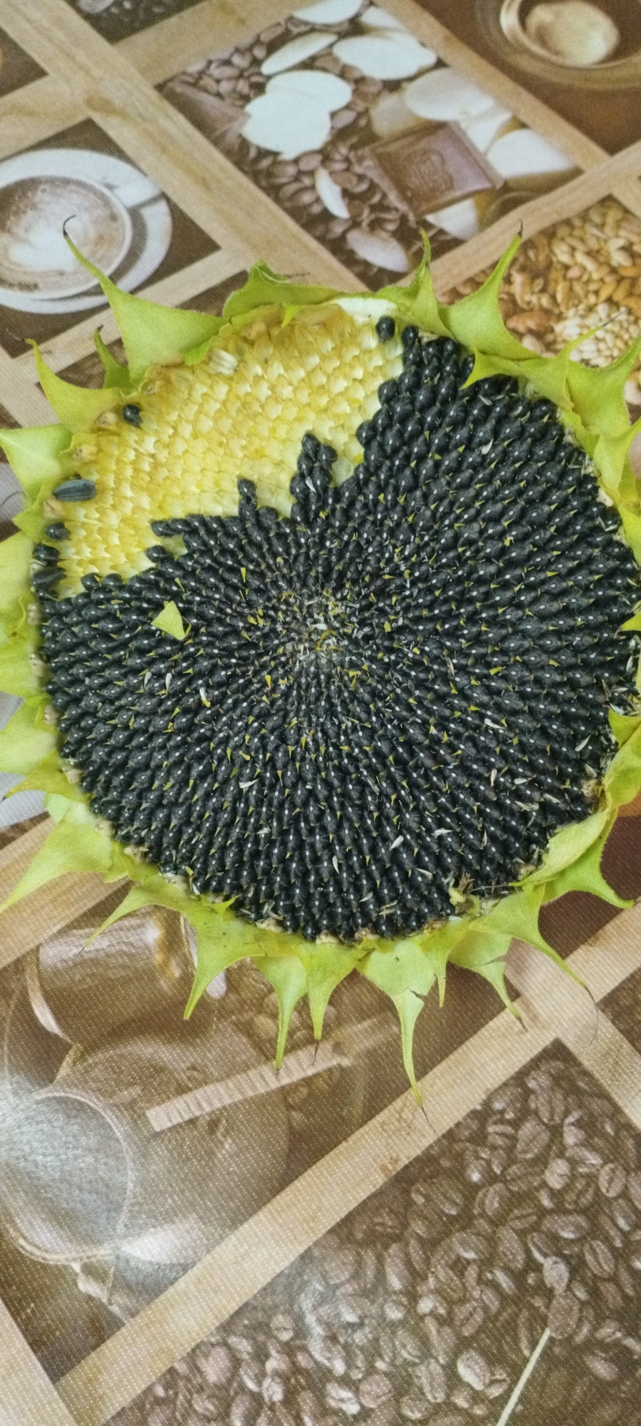 A close-up, overhead shot shows a nearly complete sunflower head filled with seeds resting on a patterned tablecloth. The sunflower's green sepals frame the dark seeds, which are arranged in a spiral pattern. A small portion of the sunflower's yellow center is visible, with some seeds still attached. The tablecloth features a repeating pattern of coffee beans and what appear to be representations of coffee cups and chocolate. The lighting is diffuse, creating soft shadows. There are no people or animals visible in the image, and the scene appears to be indoors. The image does not provide any information that would allow for the determination of its location in the city of Yaroslavskaya, Russia.