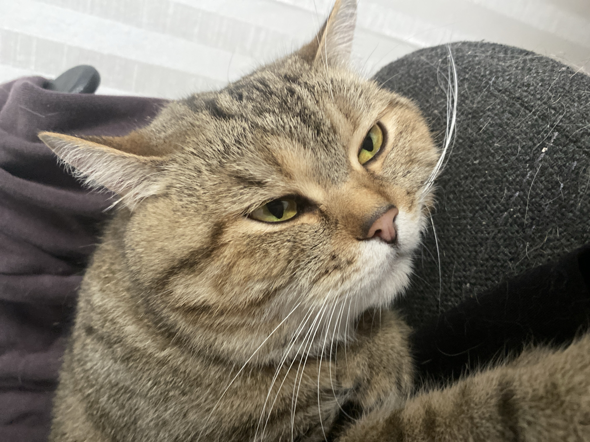 A close-up, vertical, eye-level shot shows a tabby cat resting its head on a dark gray, textured surface, possibly a chair. The cat's fur is a mix of brown, black, and tan stripes. Its left eye, with a vibrant green iris and a slit pupil, is partially closed. The cat's right eye is mostly visible and also green. Its pink nose and white whiskers are prominent. The background consists of a dark purple fabric and a blurred white curtain or blind. The lighting is soft, creating shadows and highlighting the cat's features.