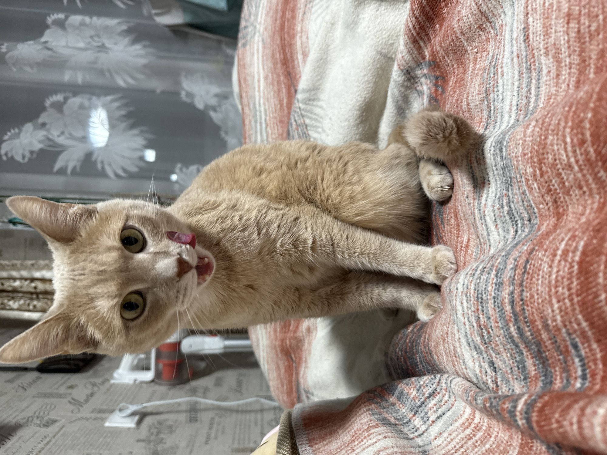 A light orange cat lies on a folded blanket of peach, white, and gray stripes. The cat’s tongue is slightly visible, and its eyes are focused. The background includes a curtain with a floral pattern, a table with printed text, and various indistinct objects. The location is Chaikovsky, Russia.