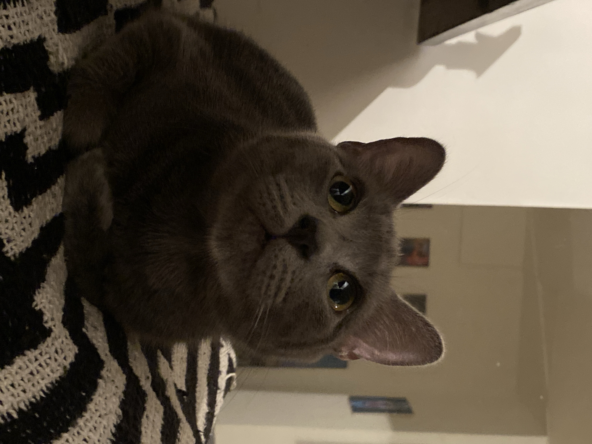 A gray cat with yellow eyes is lying on a black and white patterned surface. The background is blurry, but suggests an indoor environment. No people are visible. The location is not discernible from the image.