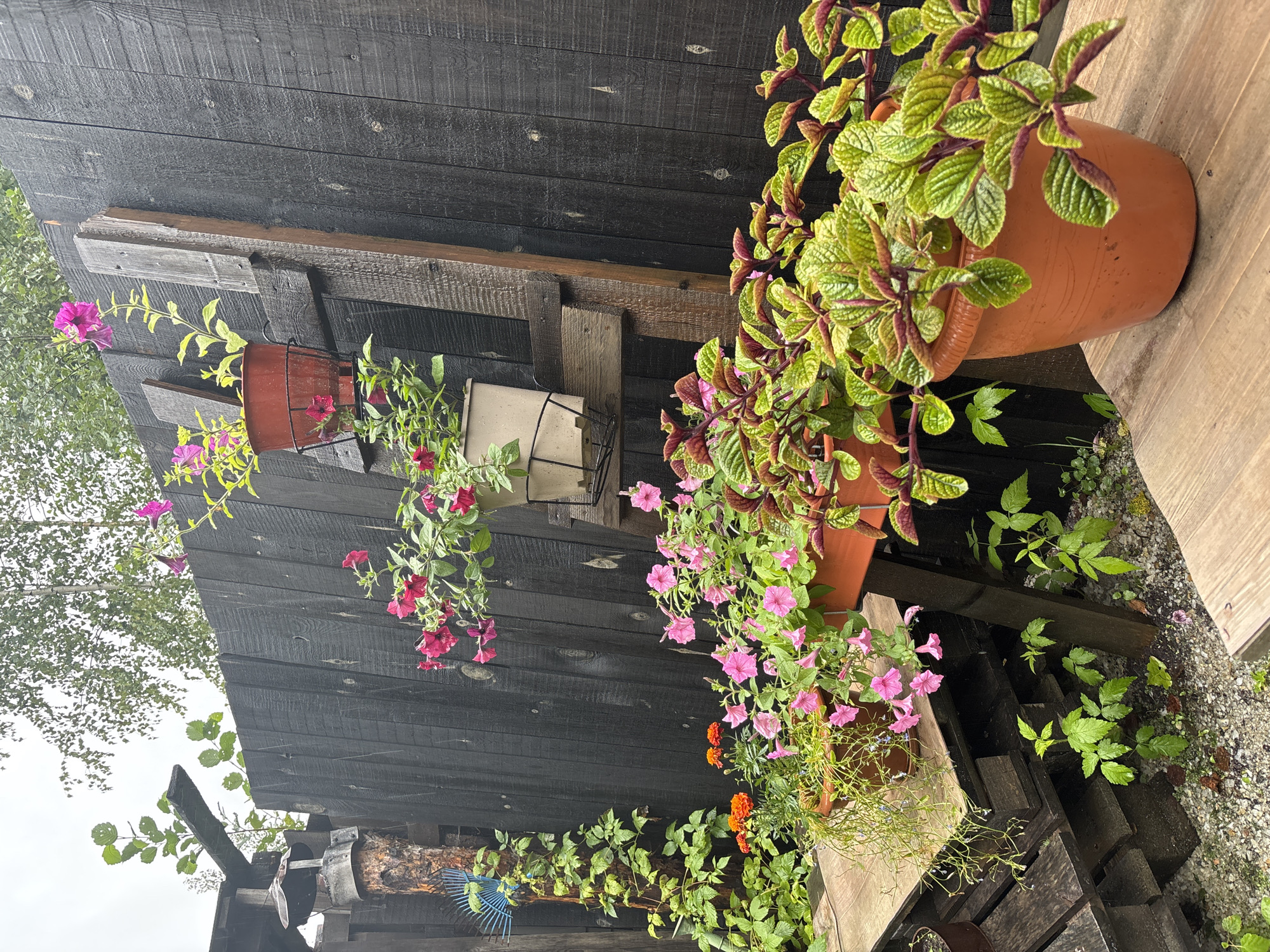 The image depicts an outdoor scene, possibly a backyard or garden area, characterized by a dark wooden fence and a variety of potted plants. The fence, constructed from vertical wooden planks, has a rough, weathered texture and appears to be painted black. Attached to the fence is a rustic, ladder-like wooden structure supporting several planters.
At various levels on this structure, potted plants are displayed. The topmost planter is a reddish-brown pot with pinkish-purple petunias. Below this, a lighter colored planter contains more pink petunias. Closer to the bottom of the ladder structure, a longer orange planter overflows with pink petunias and trailing green foliage.
In the foreground, to the right, a large orange pot holds a vibrant plant with textured, variegated green and reddish-purple leaves. This pot rests on a rustic wooden surface. To the left, a stack of wooden pallets serves as a base for more planters. Among these are orange marigolds and a cluster of pink petunias. Green vines are also visible, growing up the fence and around a wooden post structure. The ground is covered with gravel and small stones. The overall atmosphere is one of a lush, somewhat unkempt garden space. The sky is overcast, suggesting a cloudy day.