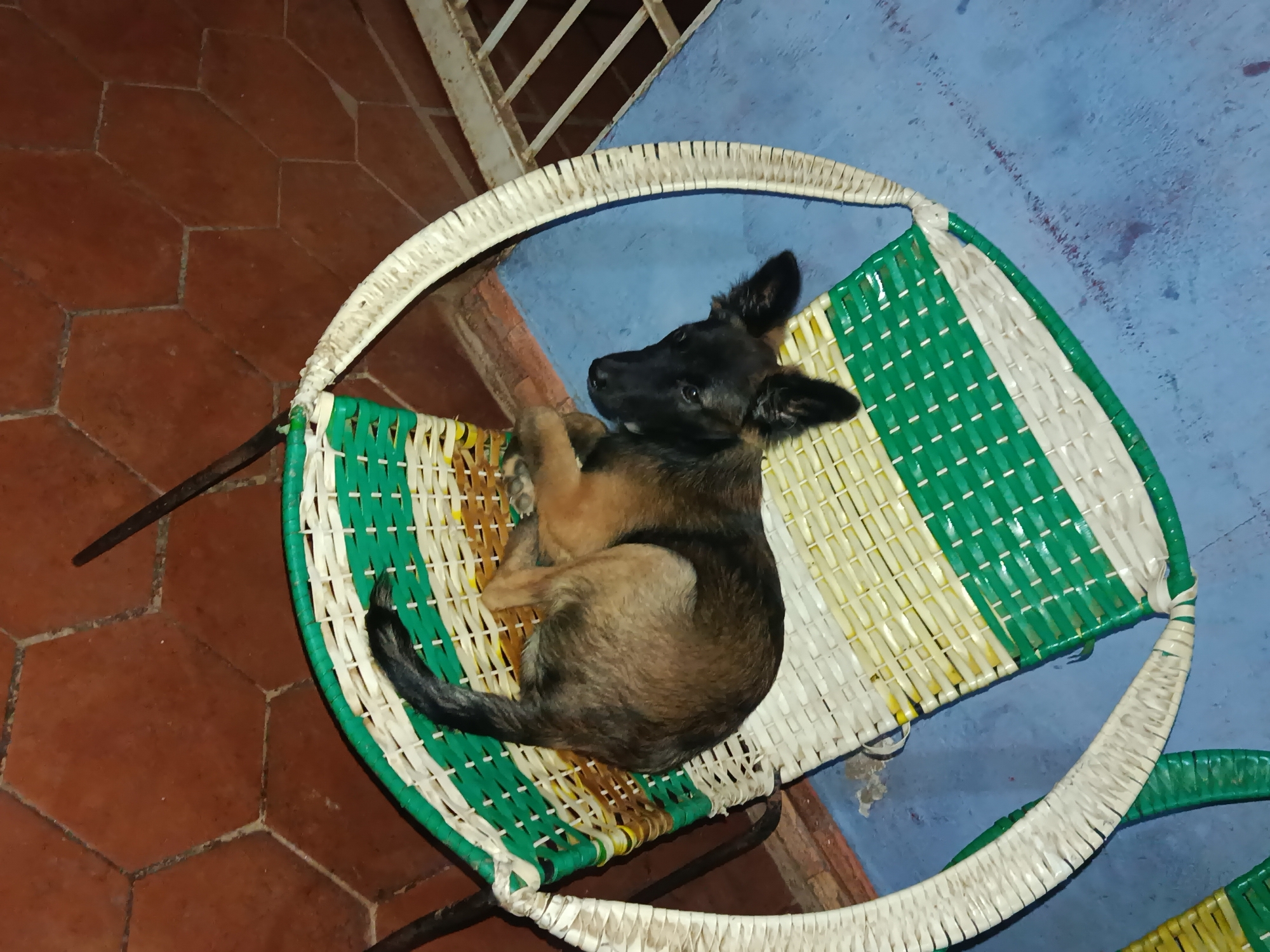 A young dog with dark fur on its face and ears and tan fur on its body is curled up on a woven chair. The chair has green, white, and yellow woven strips and a white rim. The dog is lying on its side with its legs tucked in and its tail curled around its body. The chair is positioned on a tiled floor made of reddish-brown hexagonal tiles. In the background, there is a blue wall and a white metal structure. The scene appears to be outdoors, possibly on a porch or patio, in Juan Griego, Venezuela.