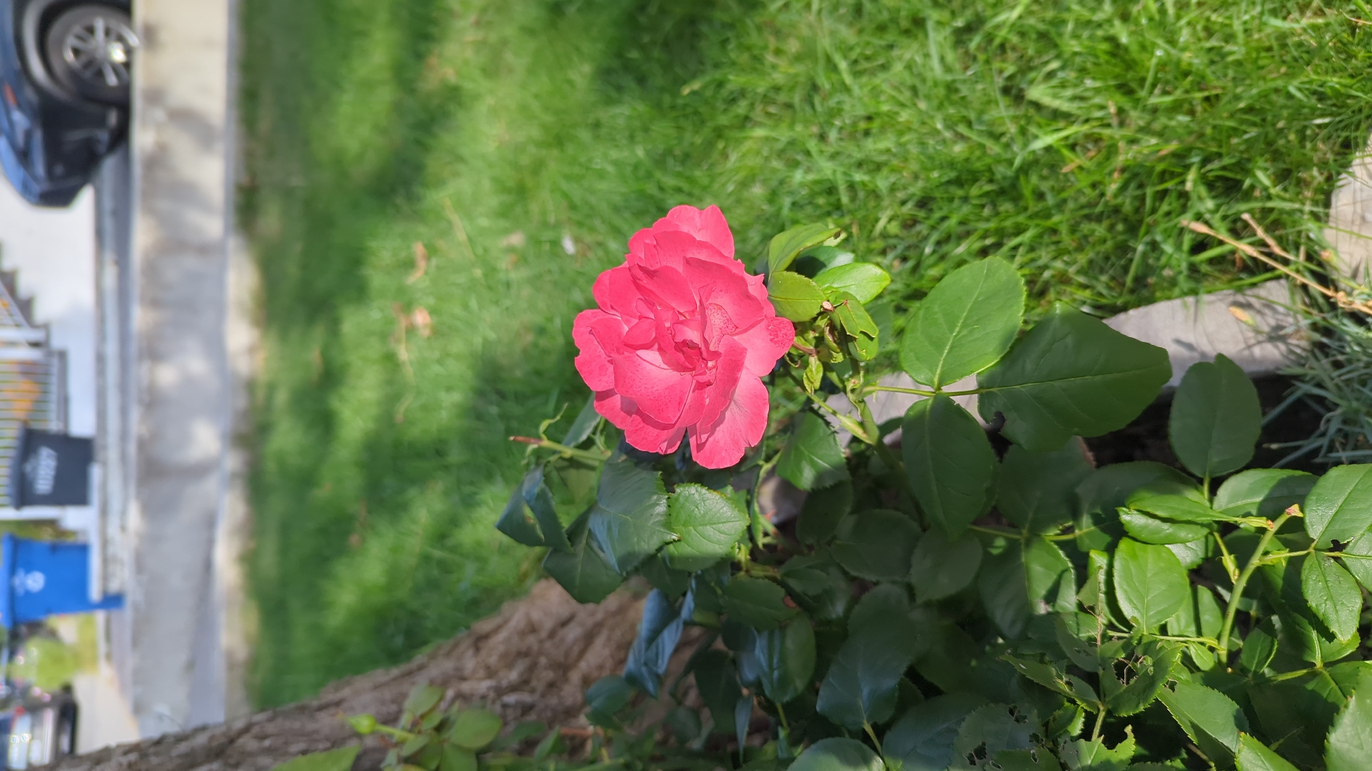 An outdoor vertical shot captures a vibrant pink rose in full bloom, positioned to the right of a tree trunk. The rose, with its layered petals, is the central subject, bathed in sunlight. Lush green leaves surround the flower and the lower portion of the tree trunk. The background is a blurred expanse of green grass, dappled with shadows cast by unseen trees. Further in the background, a stone curb separates the grassy area from a sidewalk or pathway. Beyond that, two garbage bins, one blue and one black, are visible near a set of outdoor stairs leading to a building. A dark-colored car is parked to the right of the stairs. The scene appears to be a residential area in Montreal, Canada, likely a front yard or park area. There are no people or animals present in the image. The overall impression is one of a bright, sunny day.