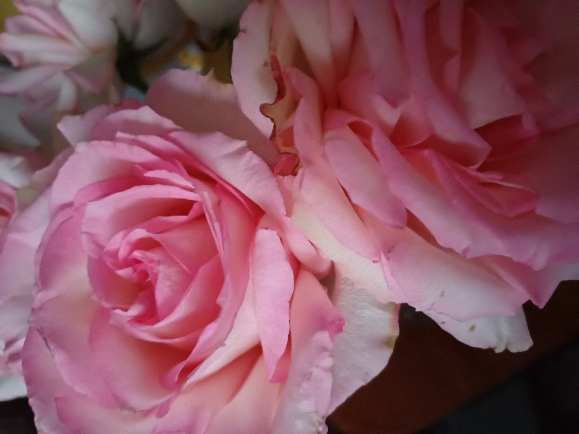 This close-up, horizontal media file features a bouquet of pale pink roses. The focus is on two prominent rose blooms in the foreground, with their delicate, layered petals filling most of the frame. The petals exhibit a gradient of color, transitioning from a creamy white at the base to a soft, pastel pink at the edges. Some petals are curled and folded, creating intricate patterns and textures.
In the upper left corner, hints of other roses or flowers are visible, appearing out of focus and lighter in color, possibly white or very pale pink. The lighting suggests an indoor setting, possibly natural light from a window, casting soft shadows and highlighting the curves of the petals. The background is dark and blurred, providing a strong contrast that makes the roses stand out. There is no visible text in the image. The overall impression is one of delicate beauty and natural elegance.